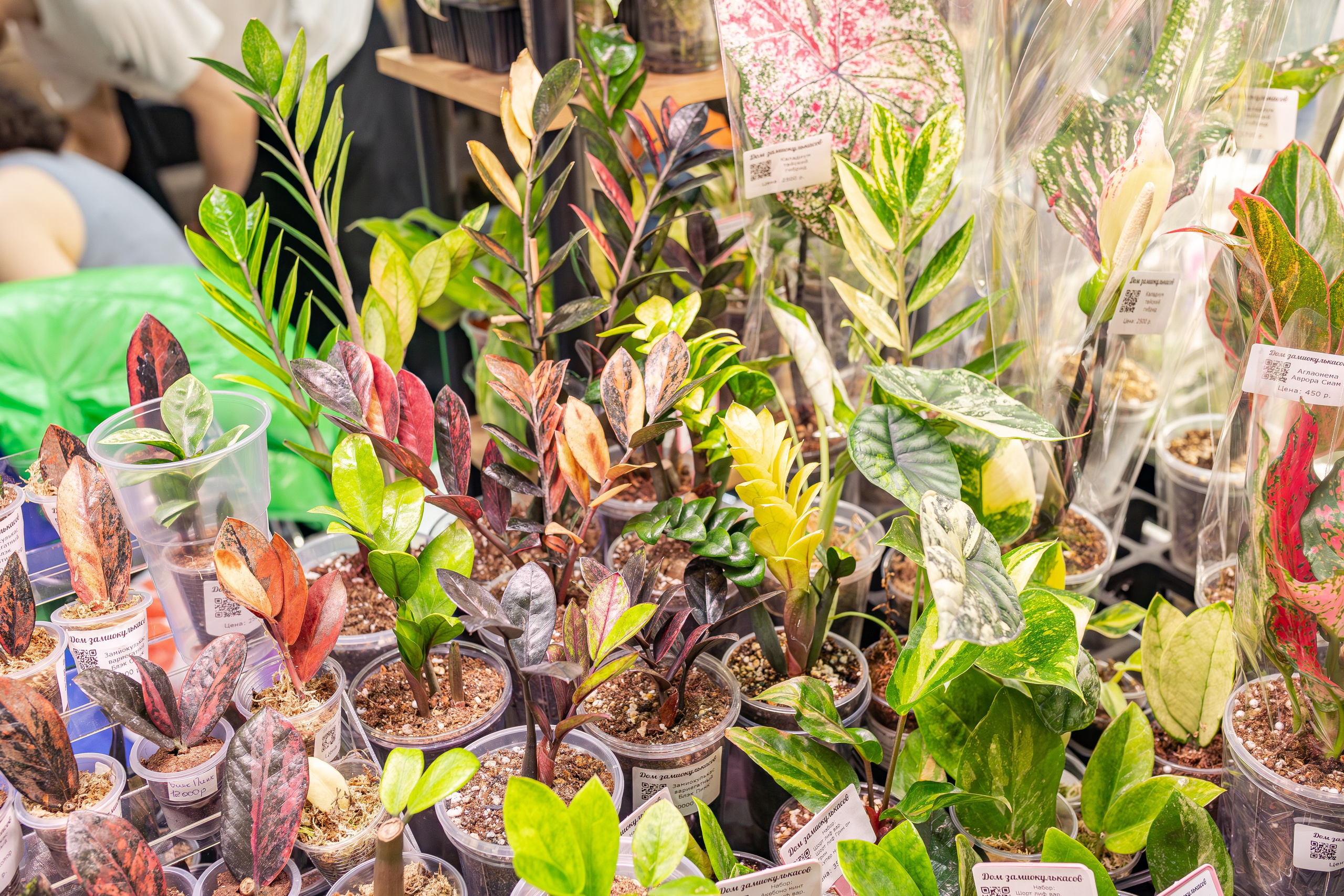 Монстериум апрель 2026. Александра Куликова фотограф, Москва