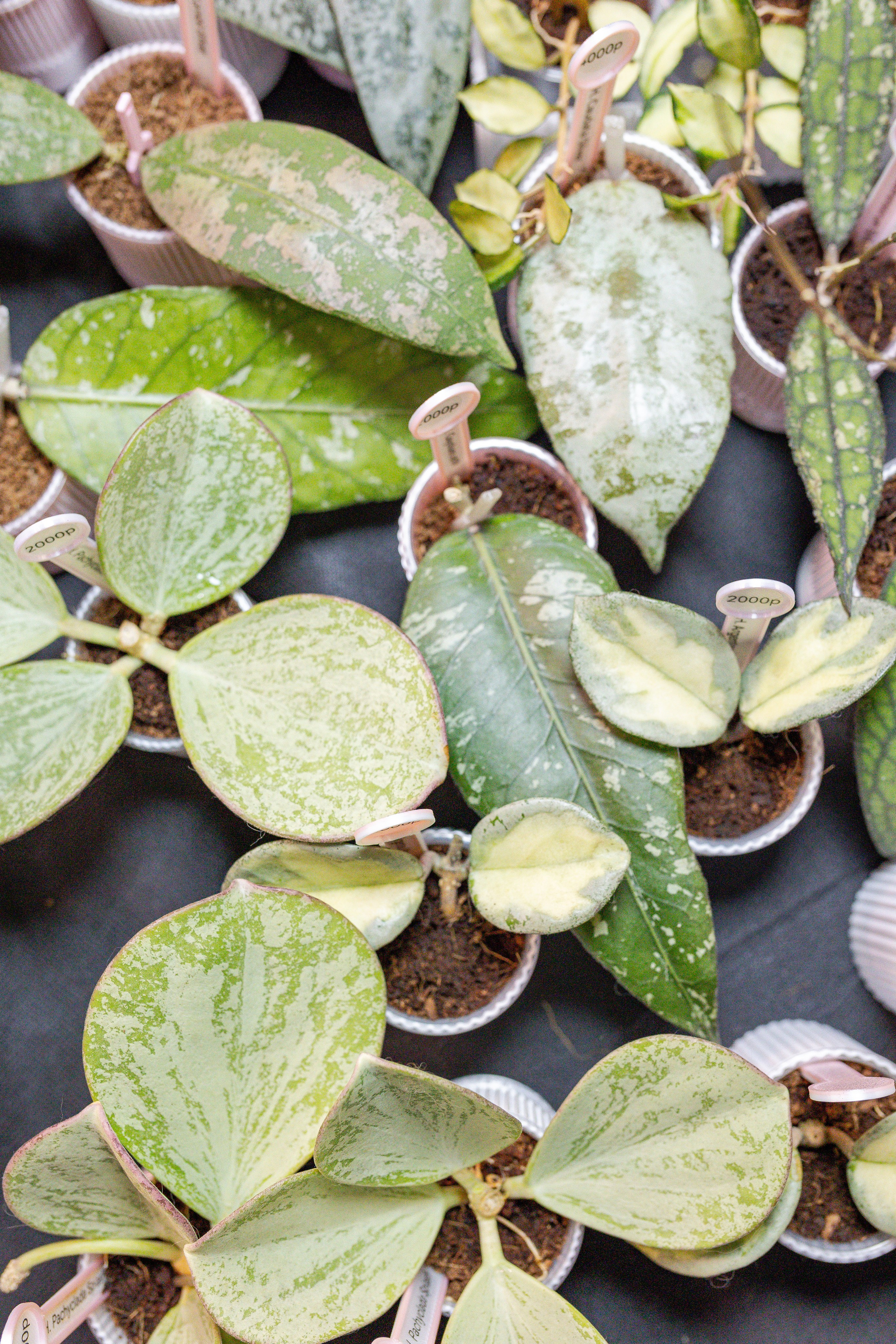 Монстериум апрель 2026. Александра Куликова фотограф, Москва