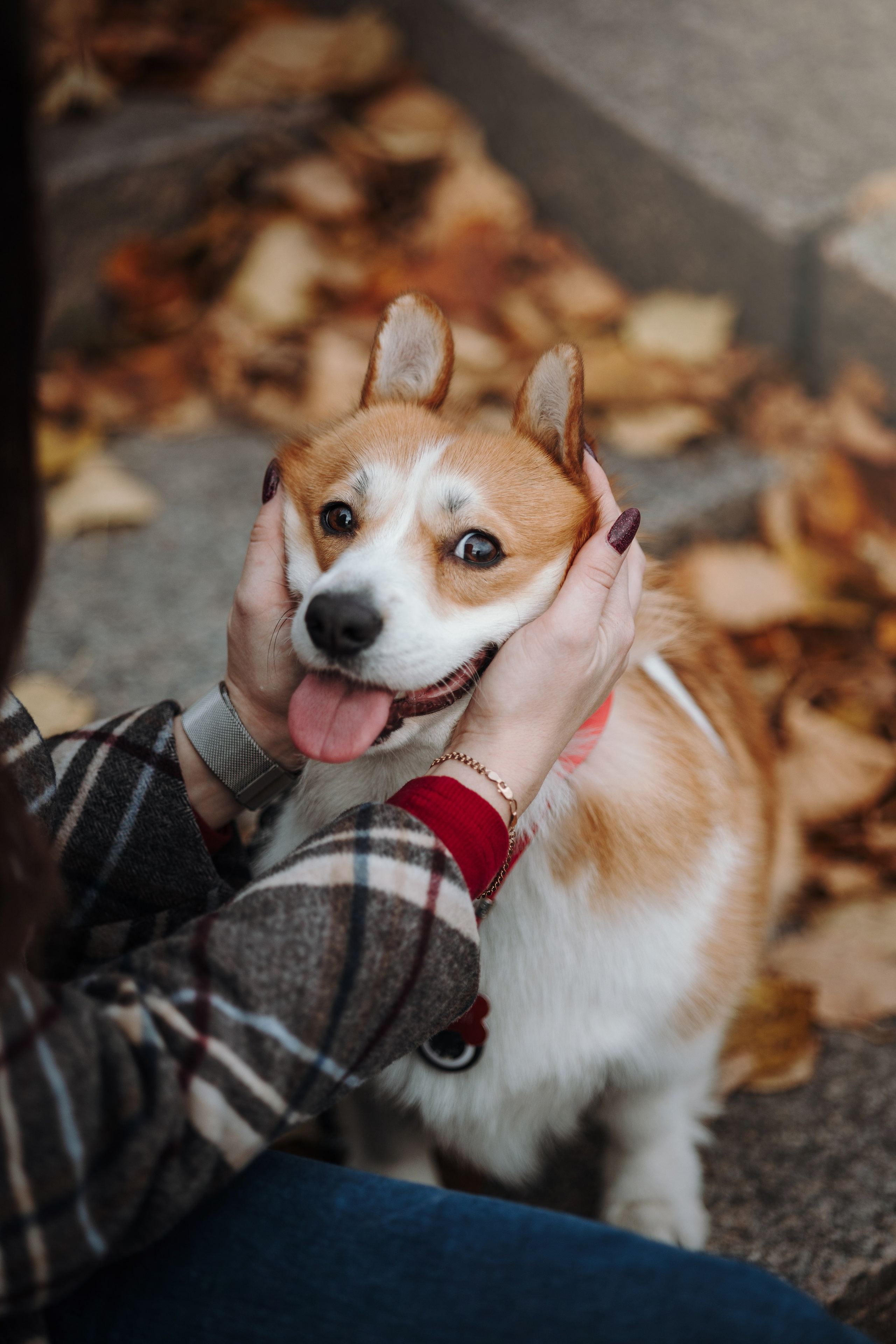 Юля и Терри. Фотограф — Анималист | Санкт-Петербург