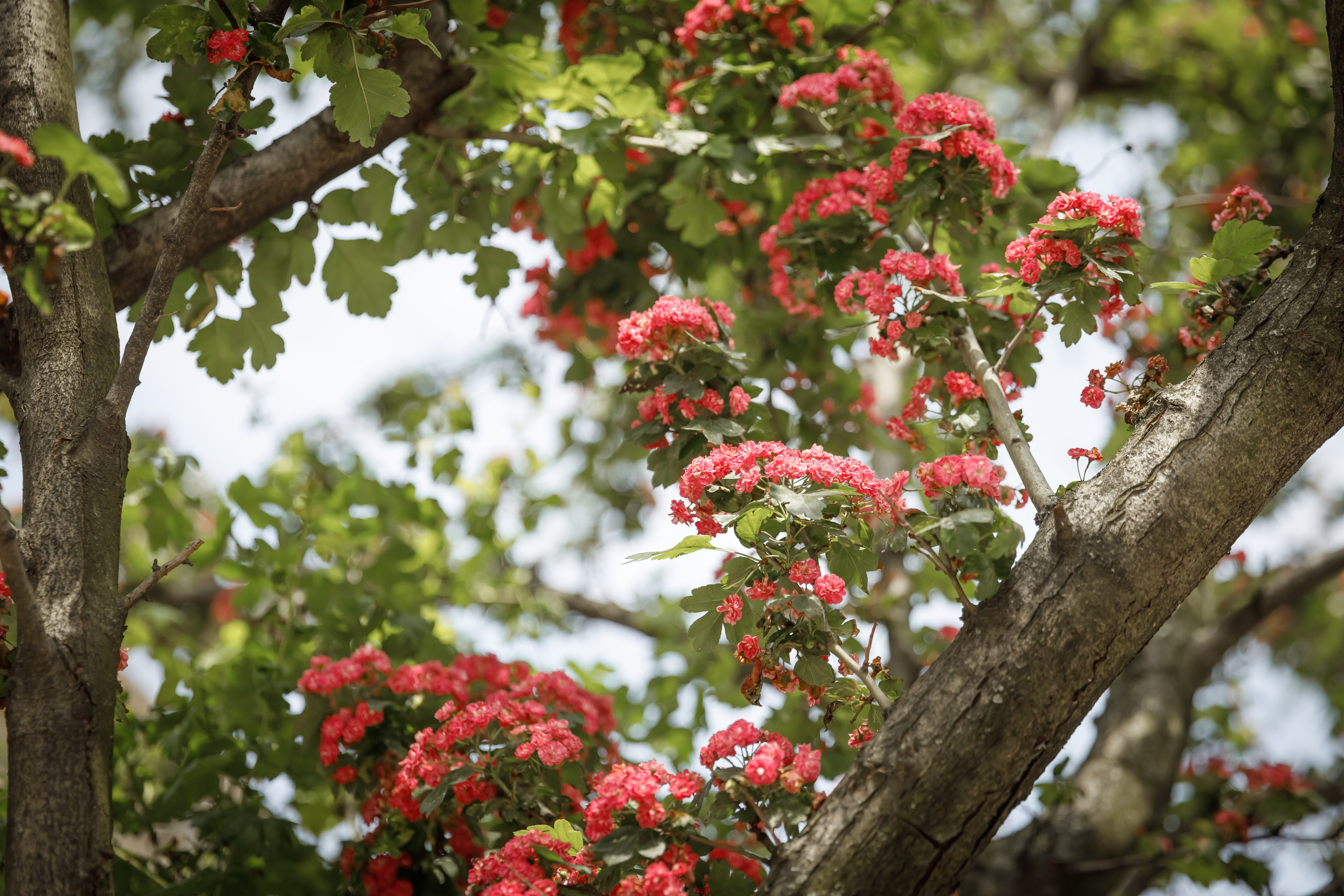 Пантелеймоновский храм. Свадебный фотограф, крещение, венчание СПБ, Белгород Анна Коршунова