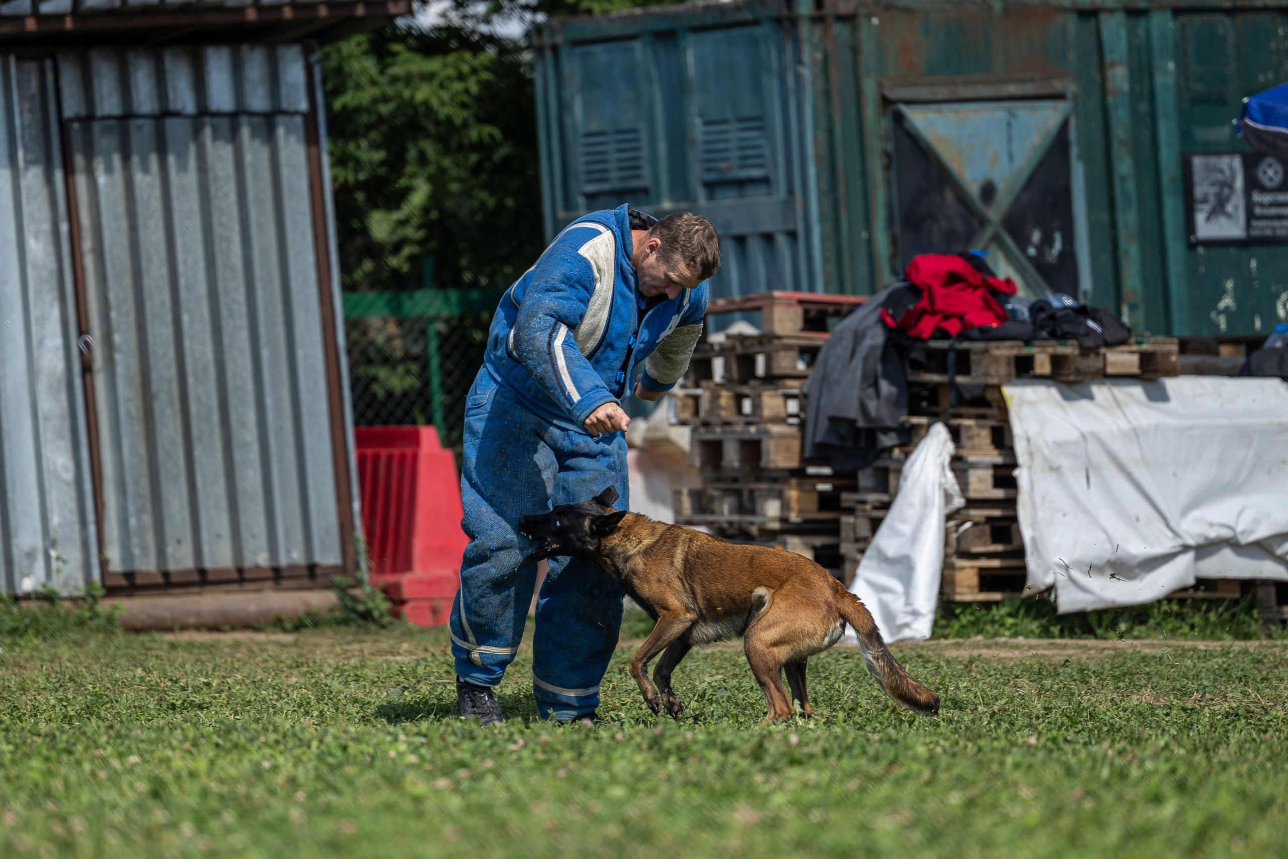 Соревнования по Мондьорингу г. Вологда 10-11.08.2024. Фотограф-анималист Анна Маринич