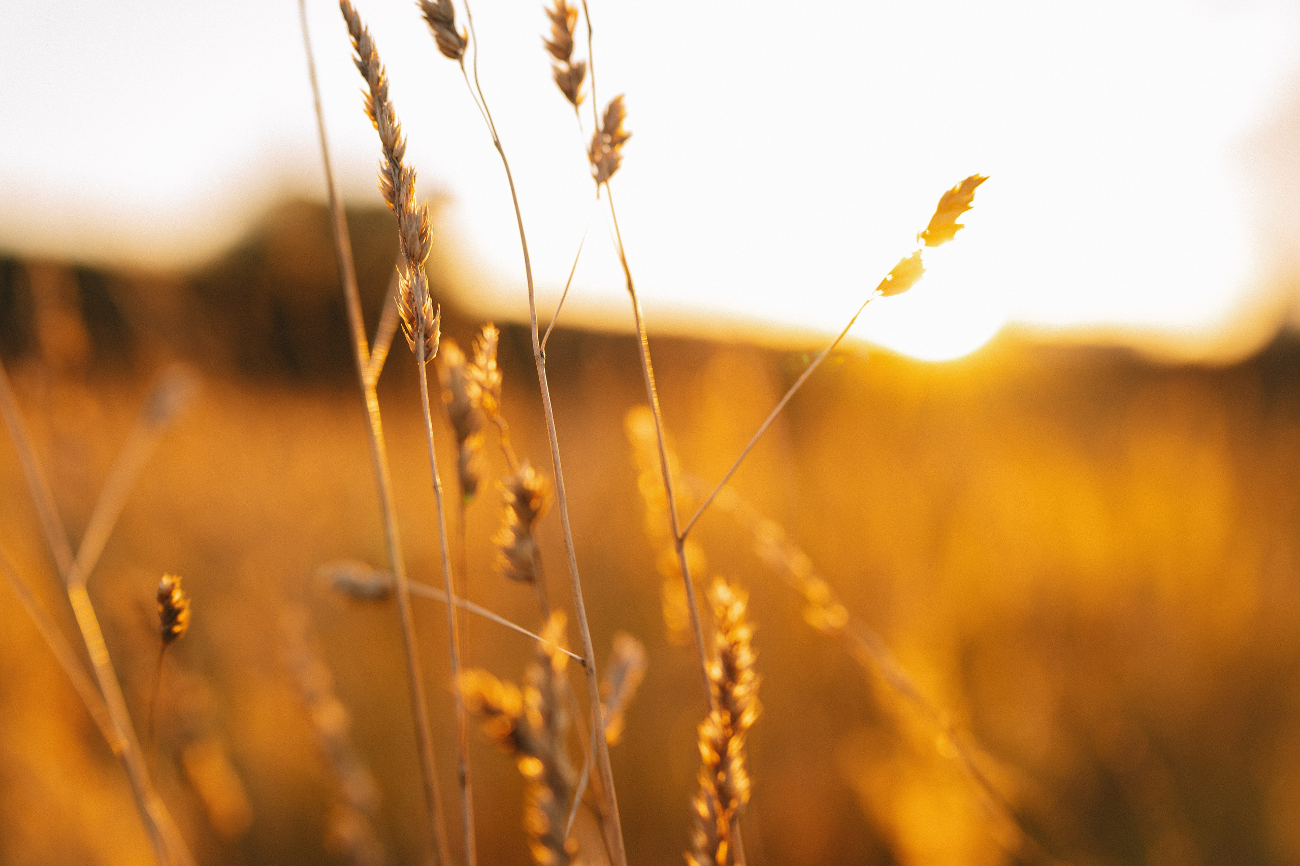 Лера и Костя. Семейный фотограф Валерия Фабричникова, Москва
