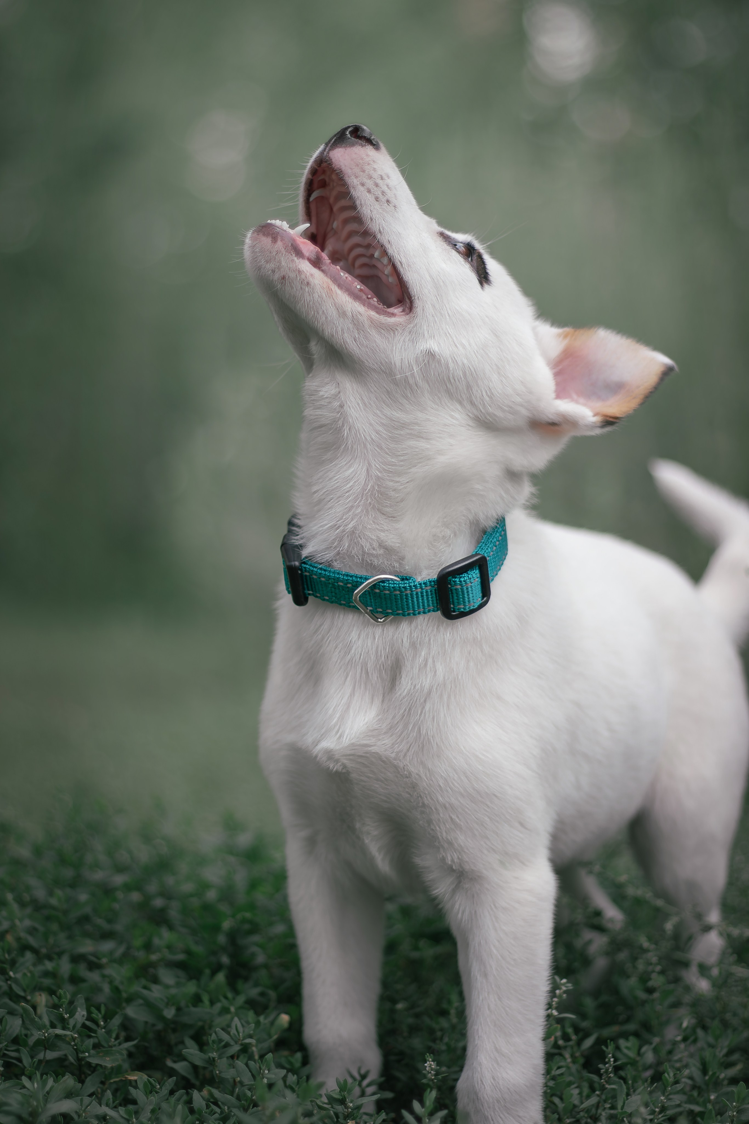 Фотосессия «Булка и Артём» — первый щенок, утренний свет, художественные фото | Воронеж, Липецк. Фотограф — анималист Алина Иванова