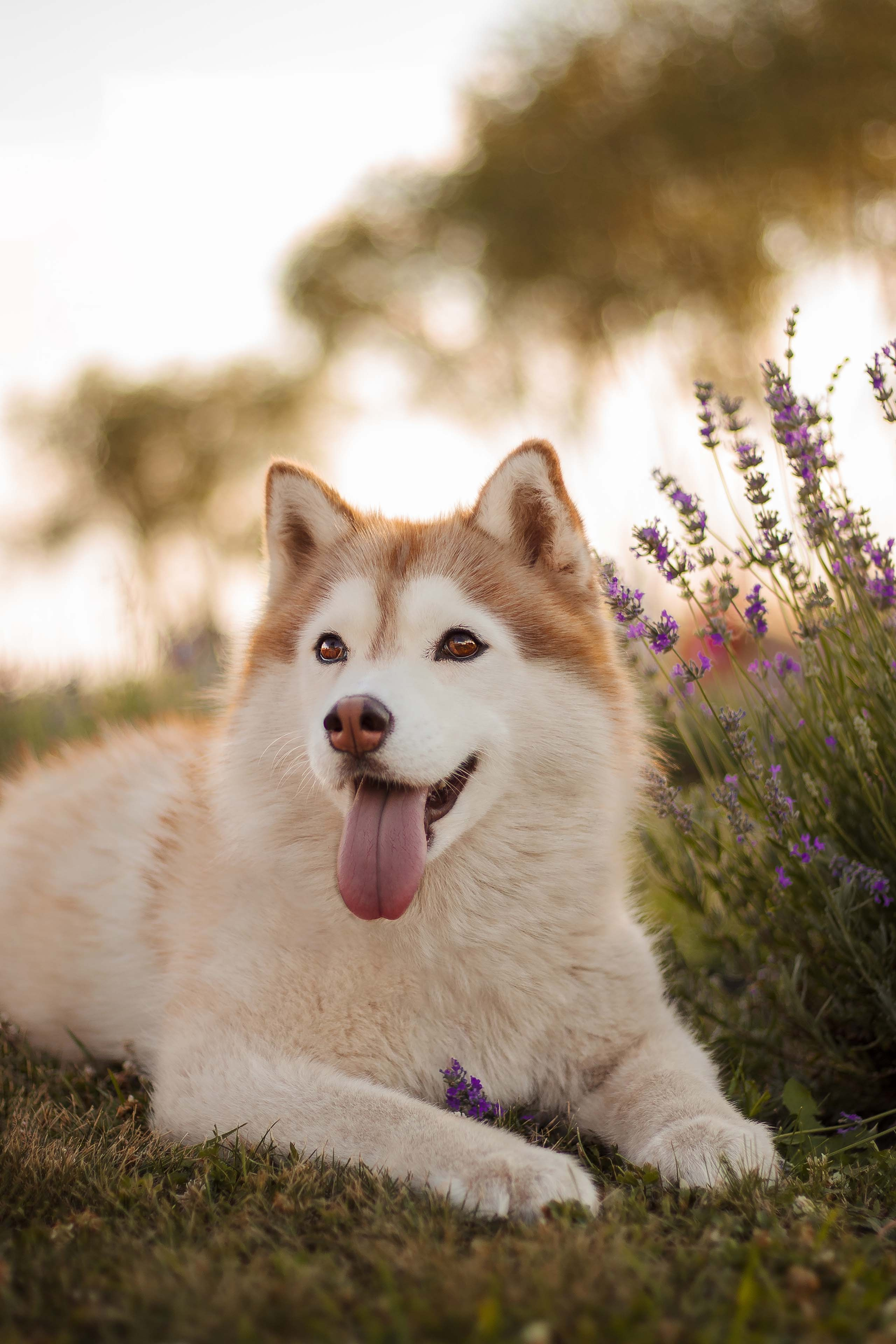 Портфолио фотографа-анималиста из Воронежа Алины Ивановой. Фотограф — анималист Алина Иванова