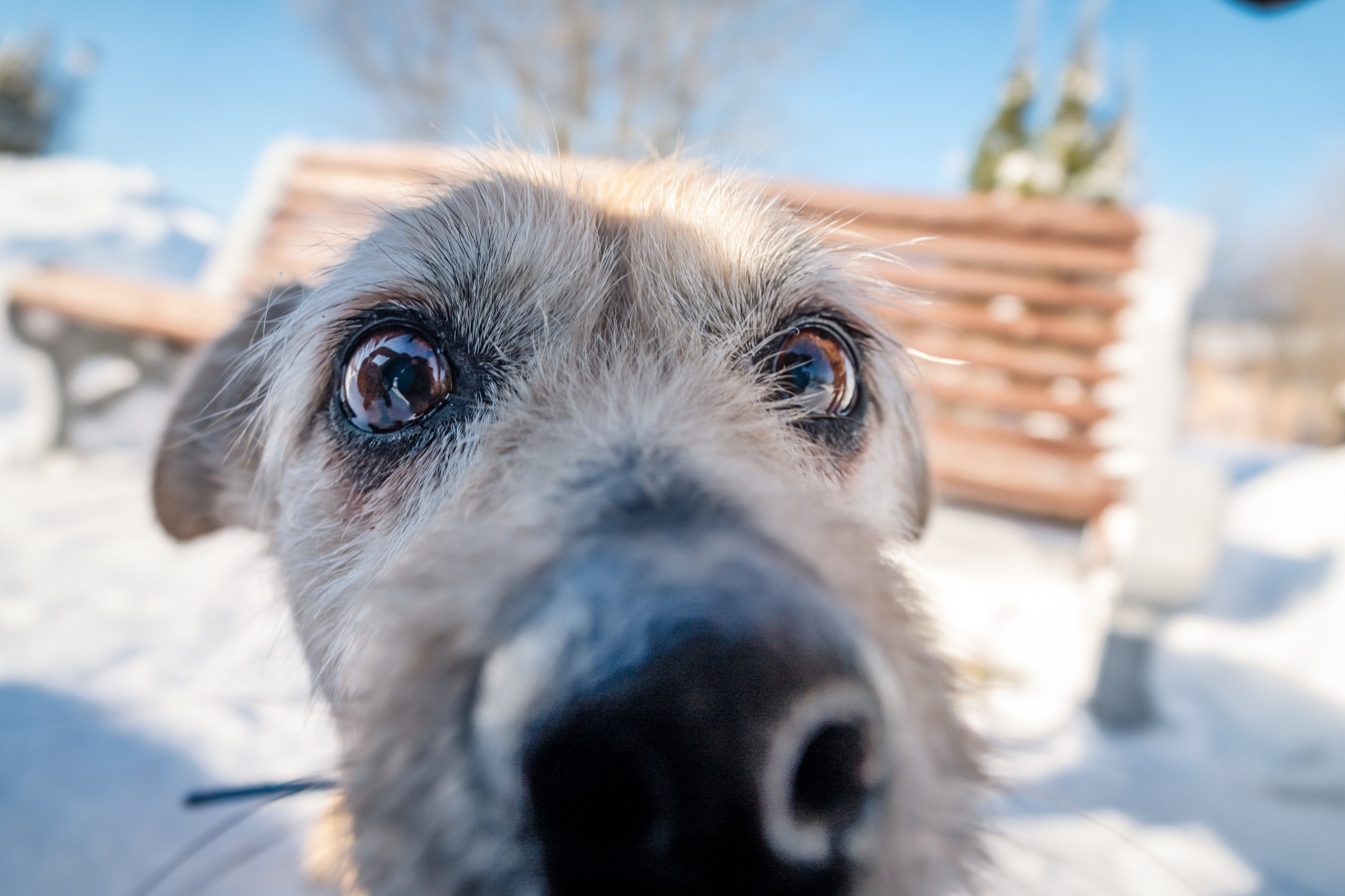 Ёжик. Фотограф-анималист в Москве Юлия Лайхо