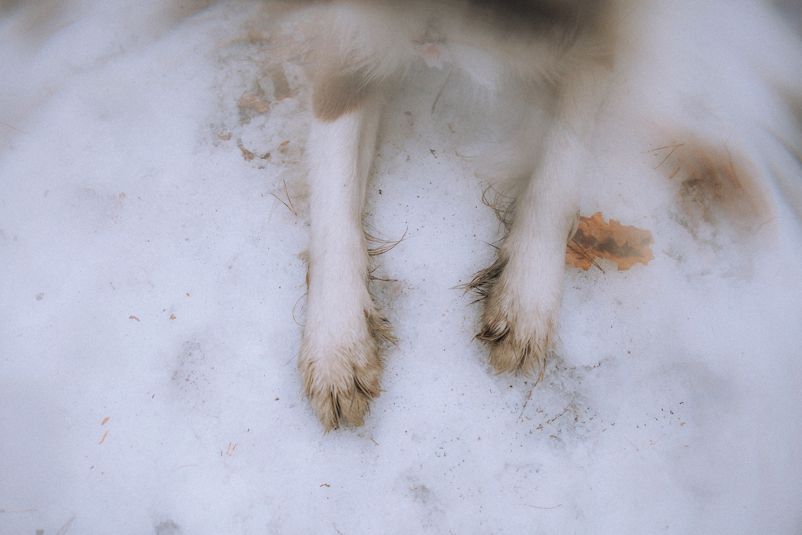 Полина, Милли и Паддингтон