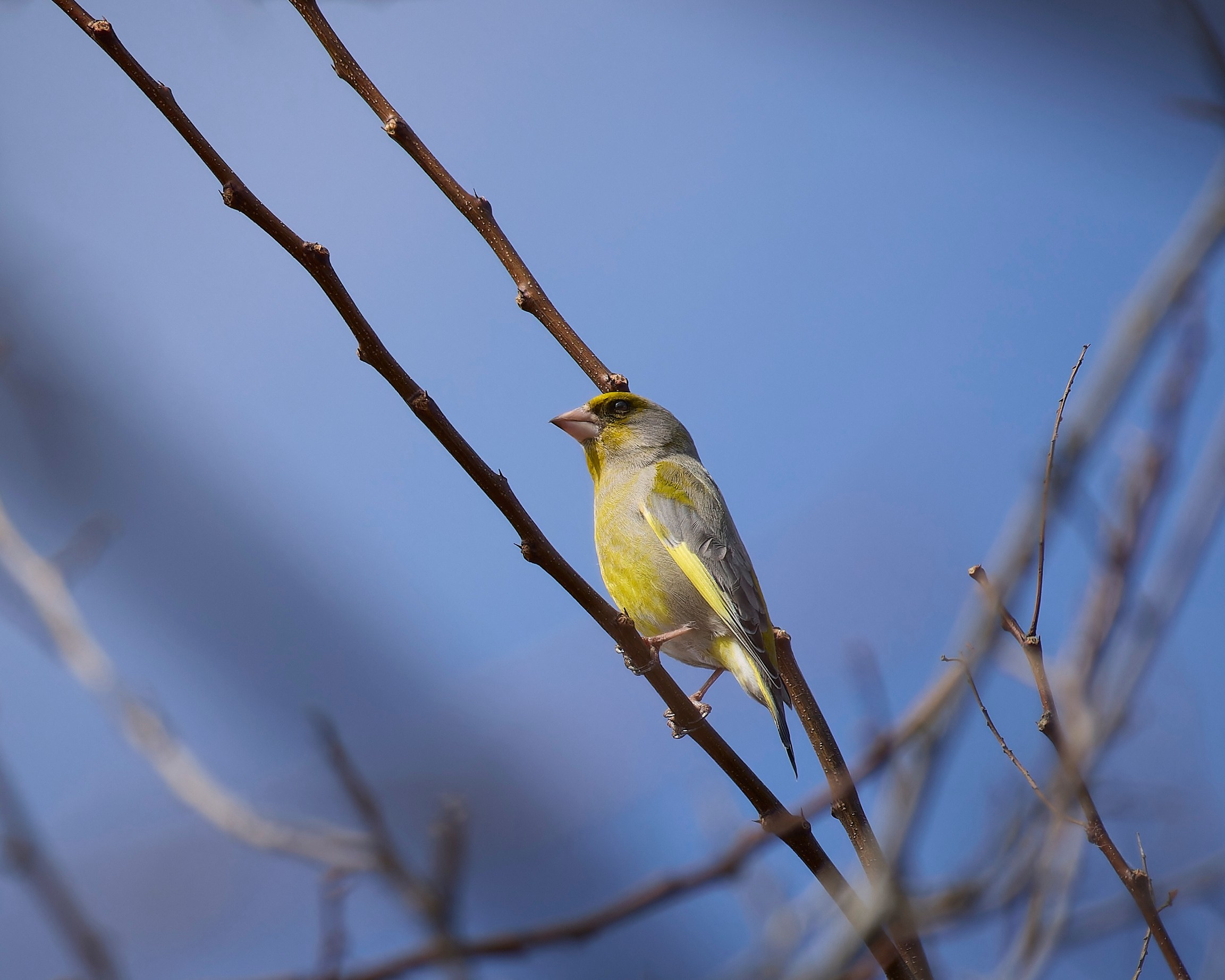 Lipetsk 2024. Anton Chernov | Wildlife photographer