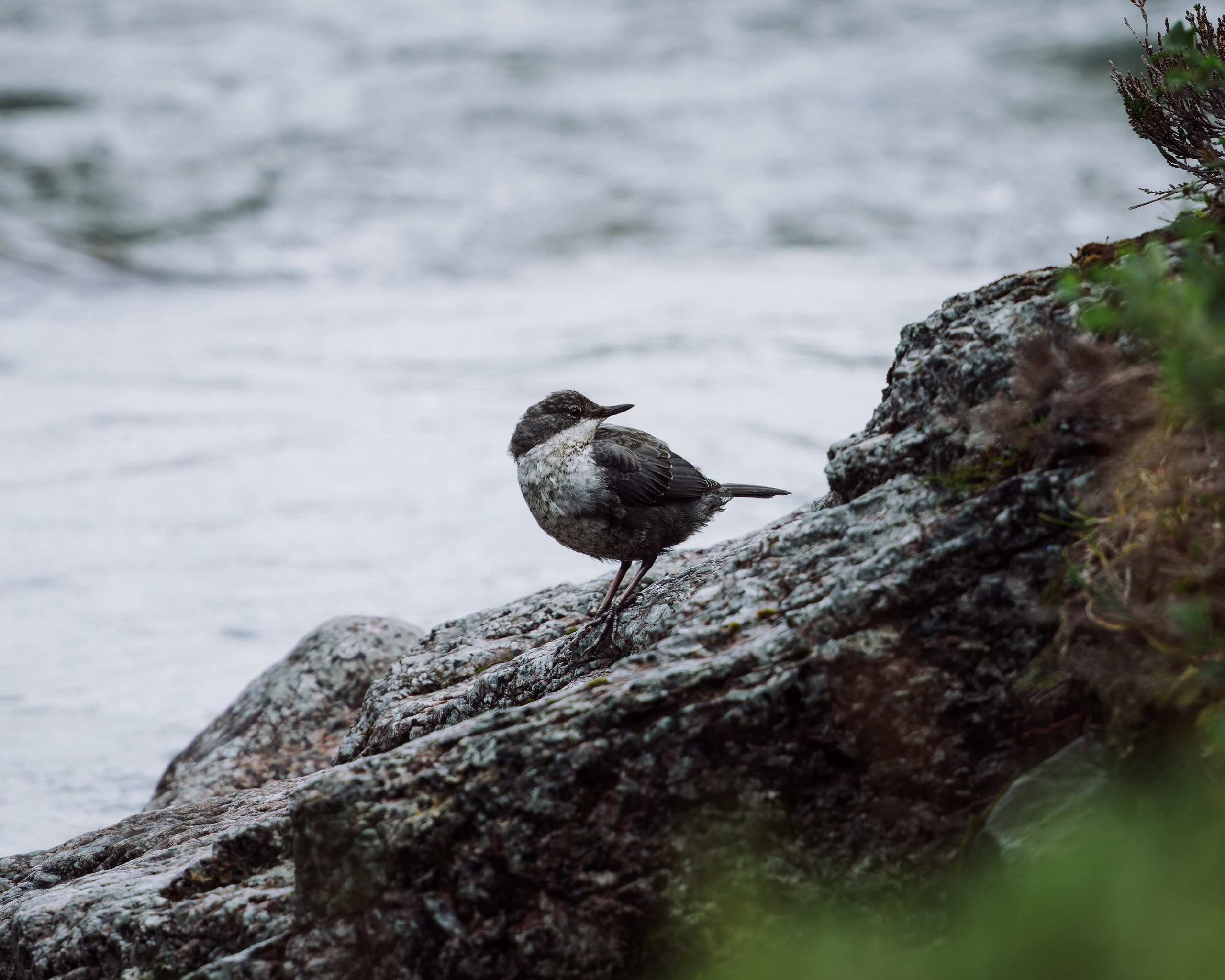 Khibinu 2025. Anton Chernov | Wildlife photographer