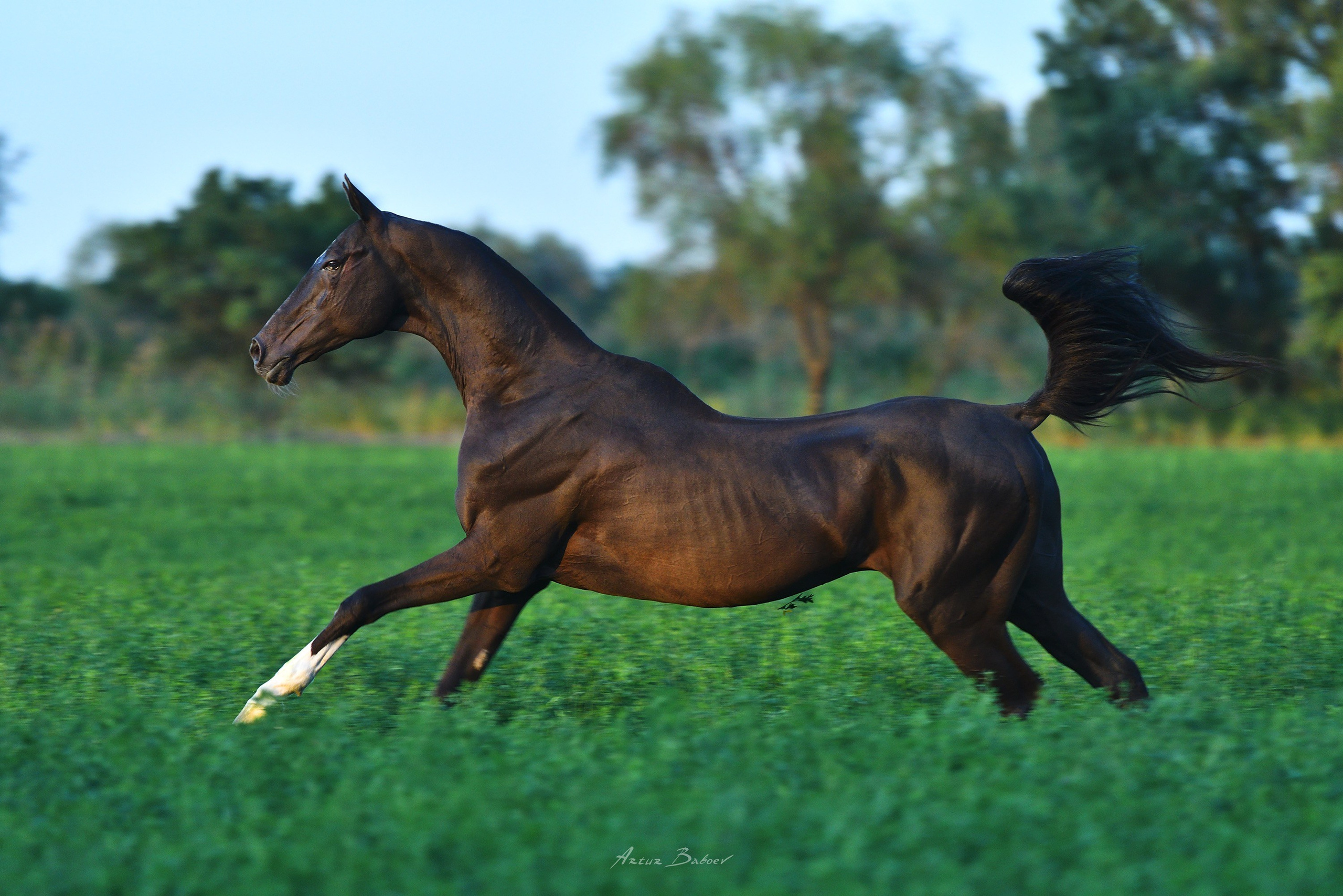Gallery. Art photos of horses — ARTUR BABOEV | Photographer