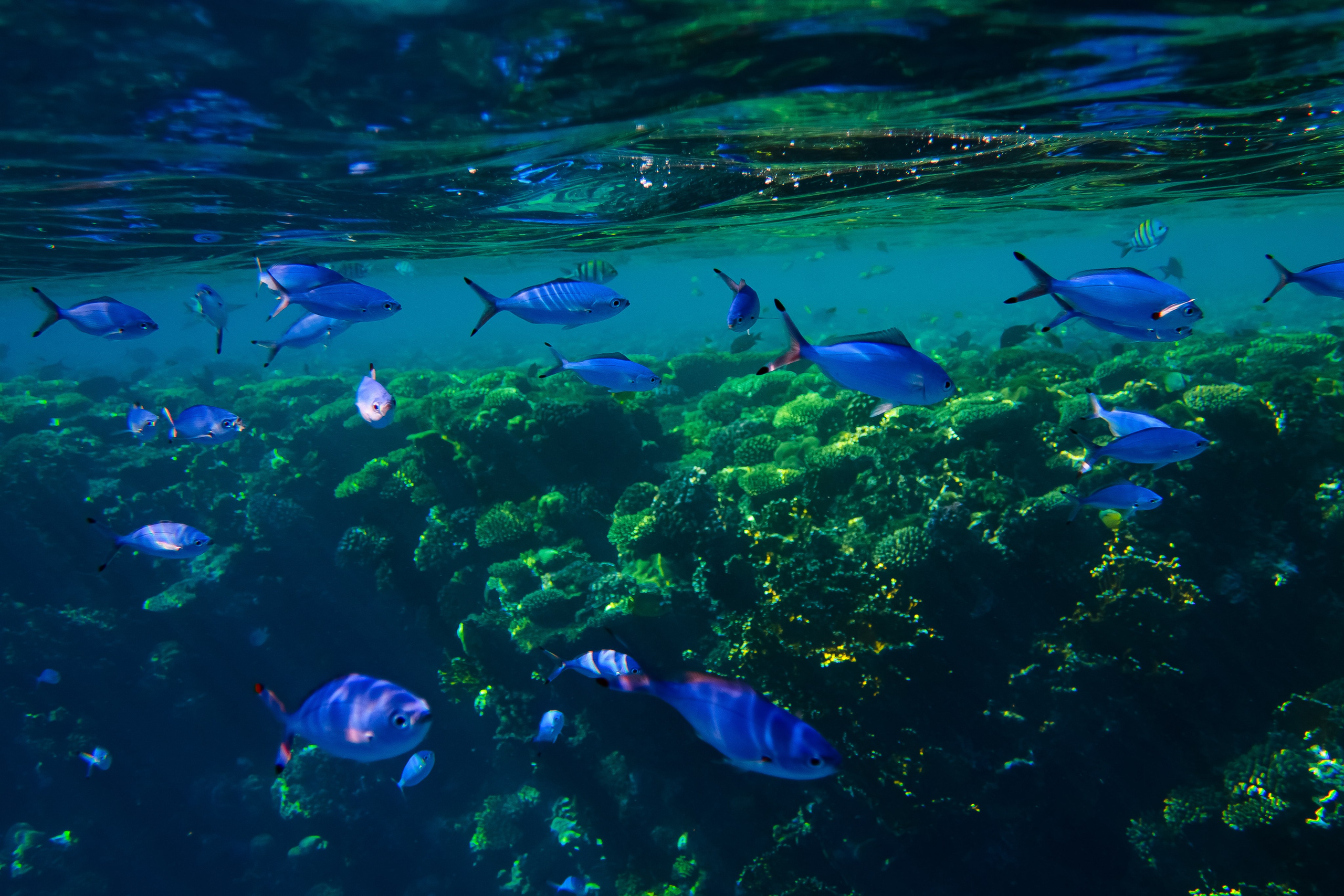 Fish. Фотограф Светлана Голицына