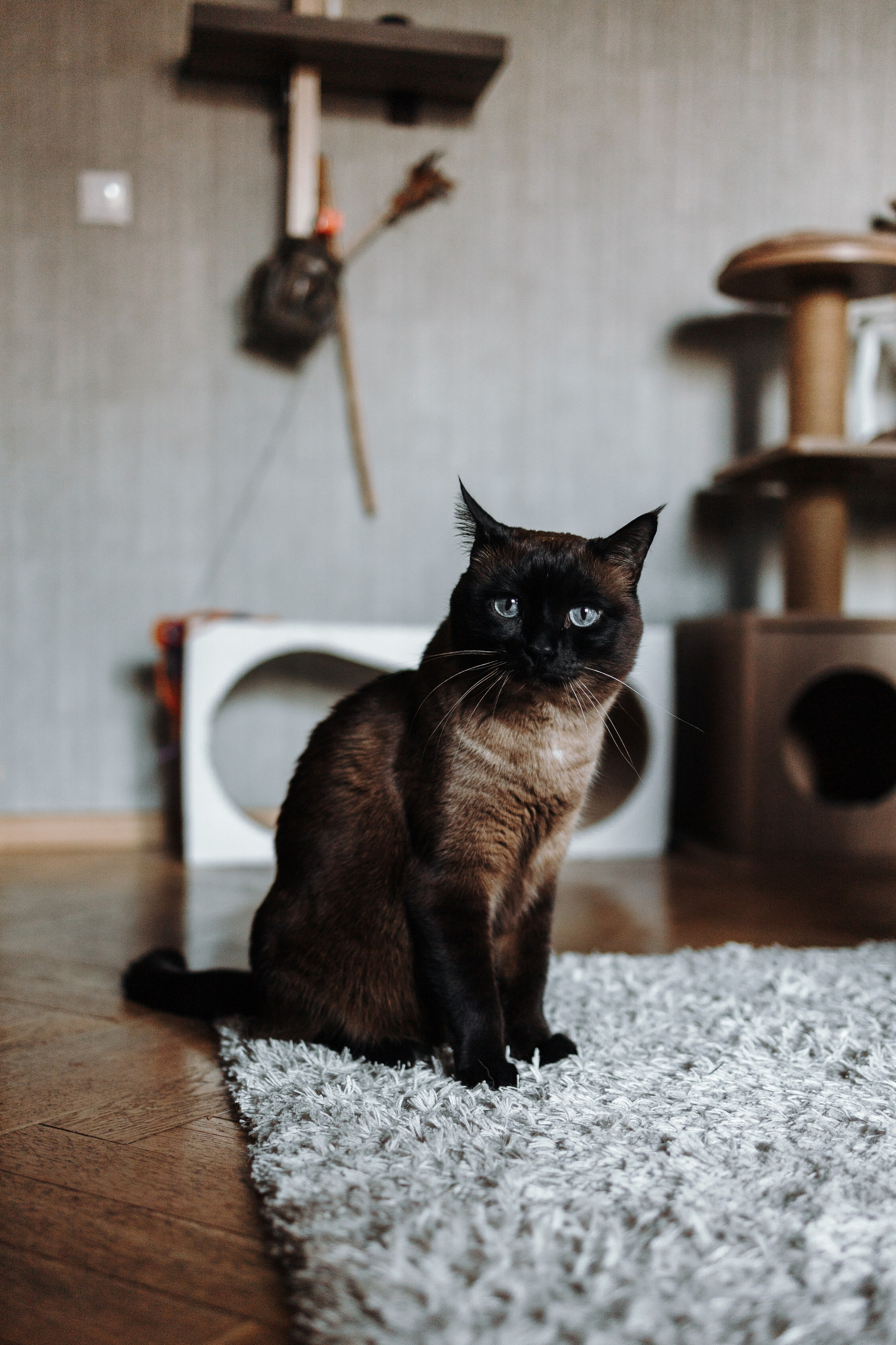 Саша и ее хвосты. Фотограф — Анималист | Санкт-Петербург