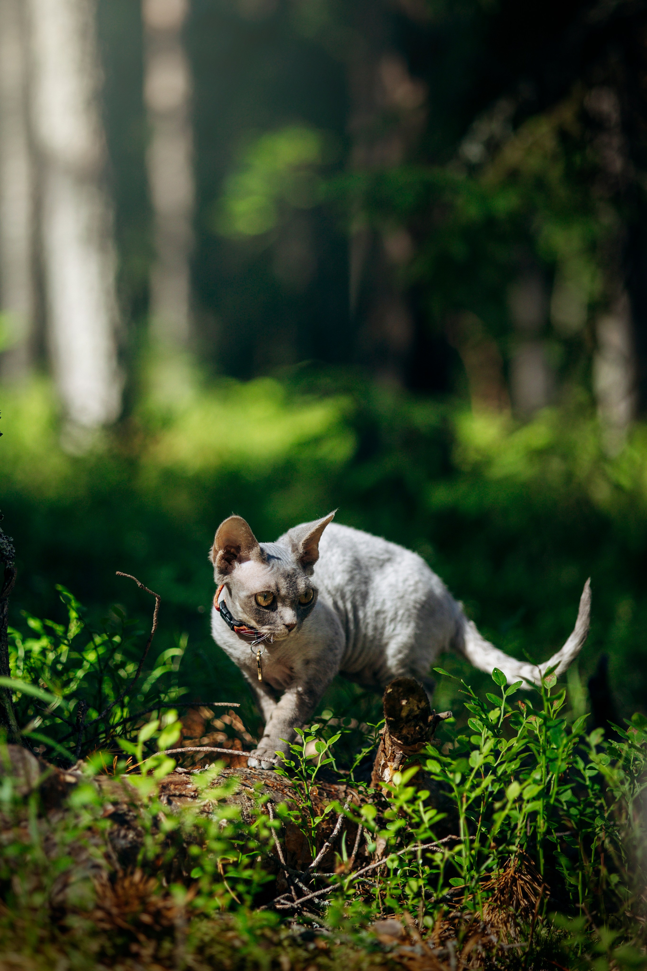 Котофеи и их семья. Фотограф — Анималист | Санкт-Петербург