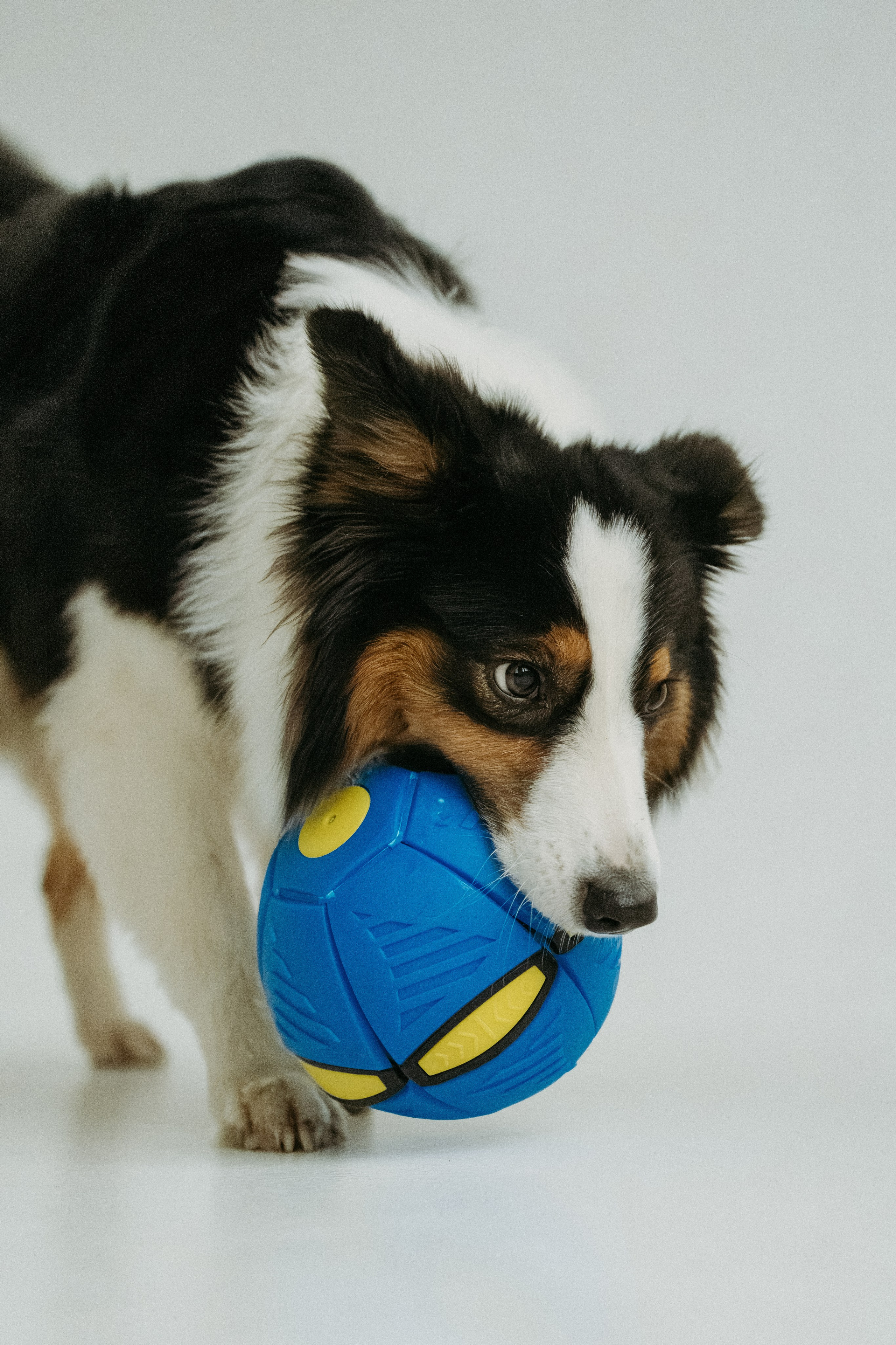 Мячи-попрыгуны. Фотораф — анималист Мария Шистка