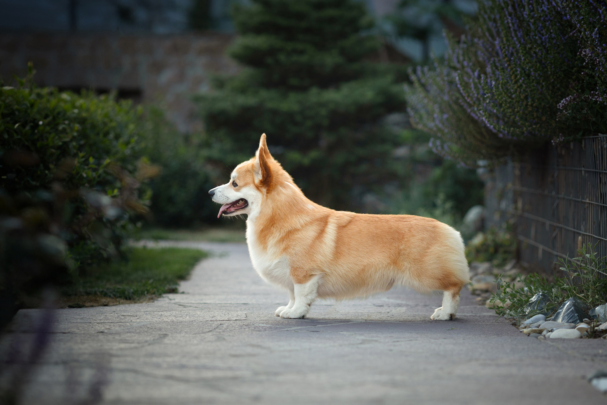 Портфолио: Фотосъёмка собак в Москве и области — авторские образы. Фотограф-анималист и бренд-фотограф в Москве | Фотография собак, людей, бизнес-портрет