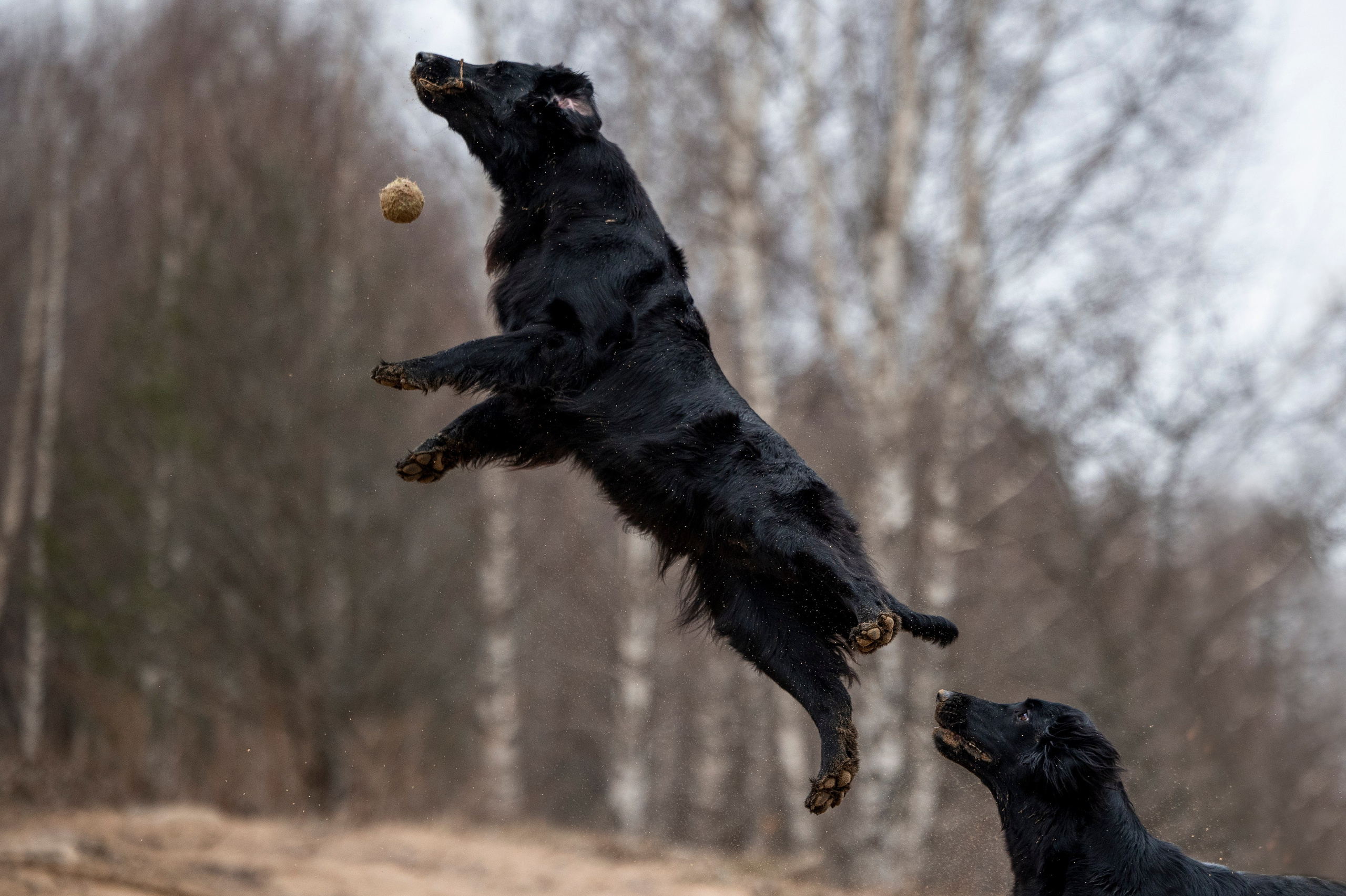 Ора, Ева, Рози и их семья. Фотограф — Анималист | Санкт-Петербург