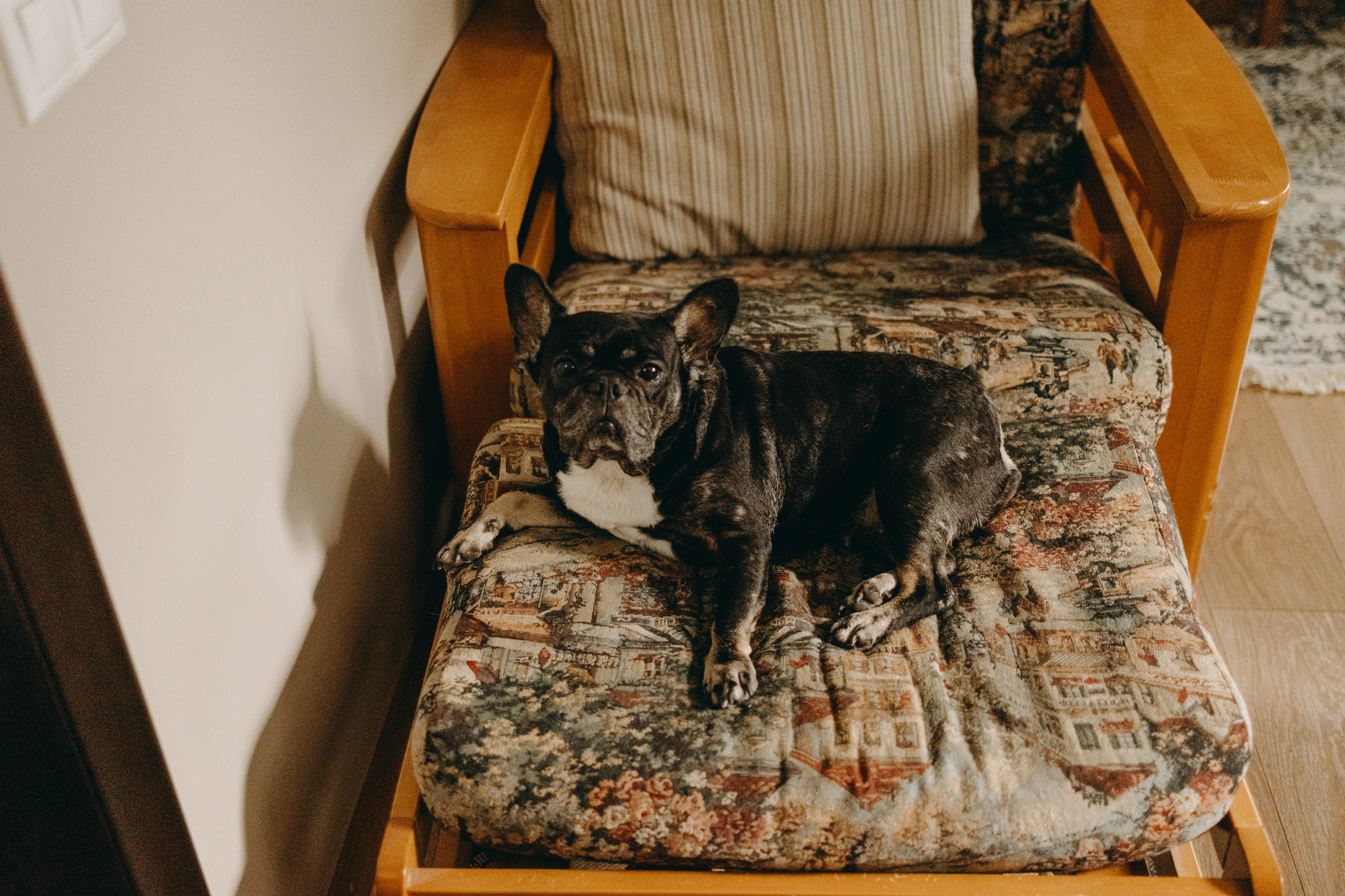 Софа и ее хвостики. Фотограф — Анималист | Санкт-Петербург