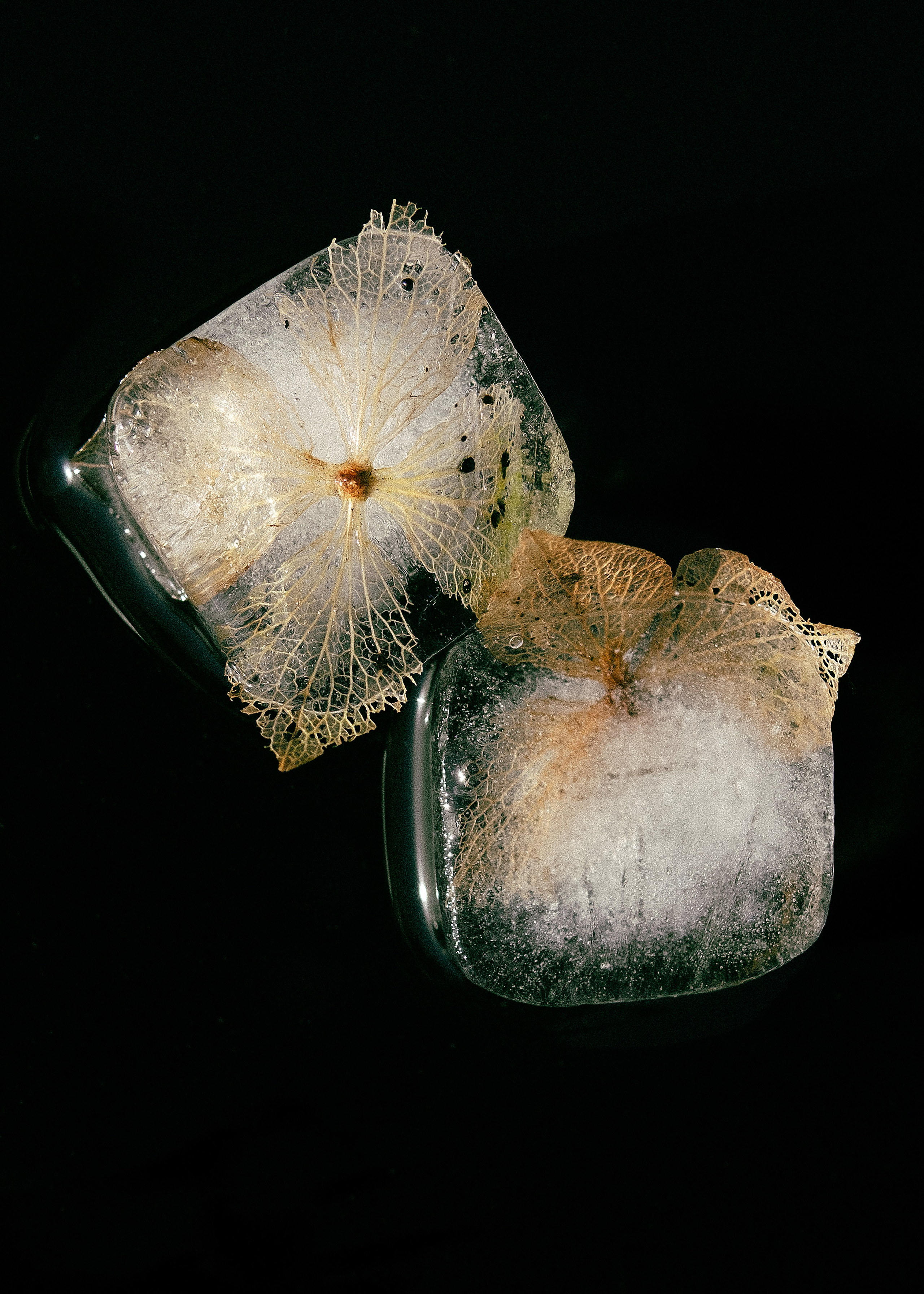 Still life. Elizaveta Khlebnikova Photographer