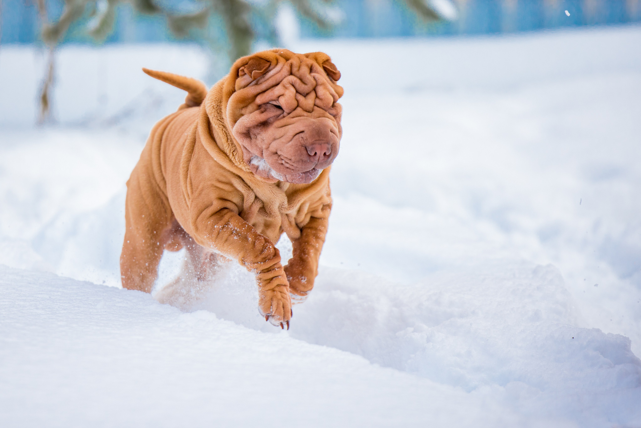 В гостях у шарпеев 16.01.2024. Фотограф-анималист Юлия Германика