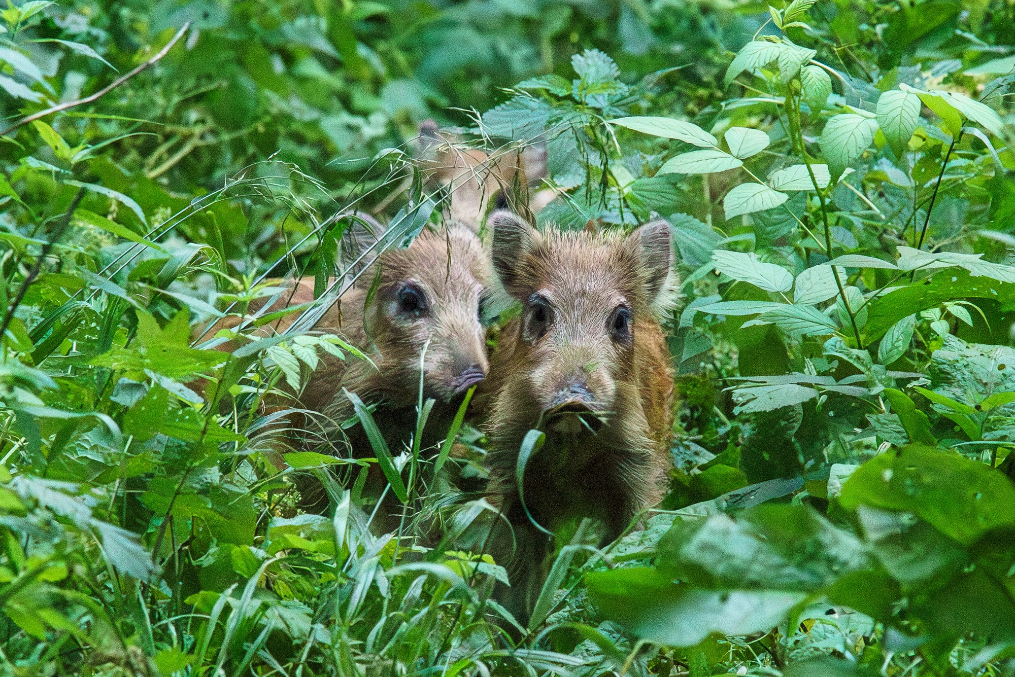 Животные. Ваш личный фотограф Марина Волкова