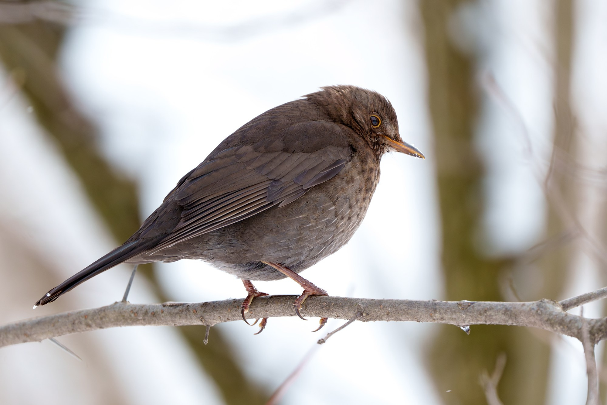 Удивительные мир птиц. Вокруг нас столько прекрасного — присмотритесь!. Ваш личный фотограф Марина Волкова