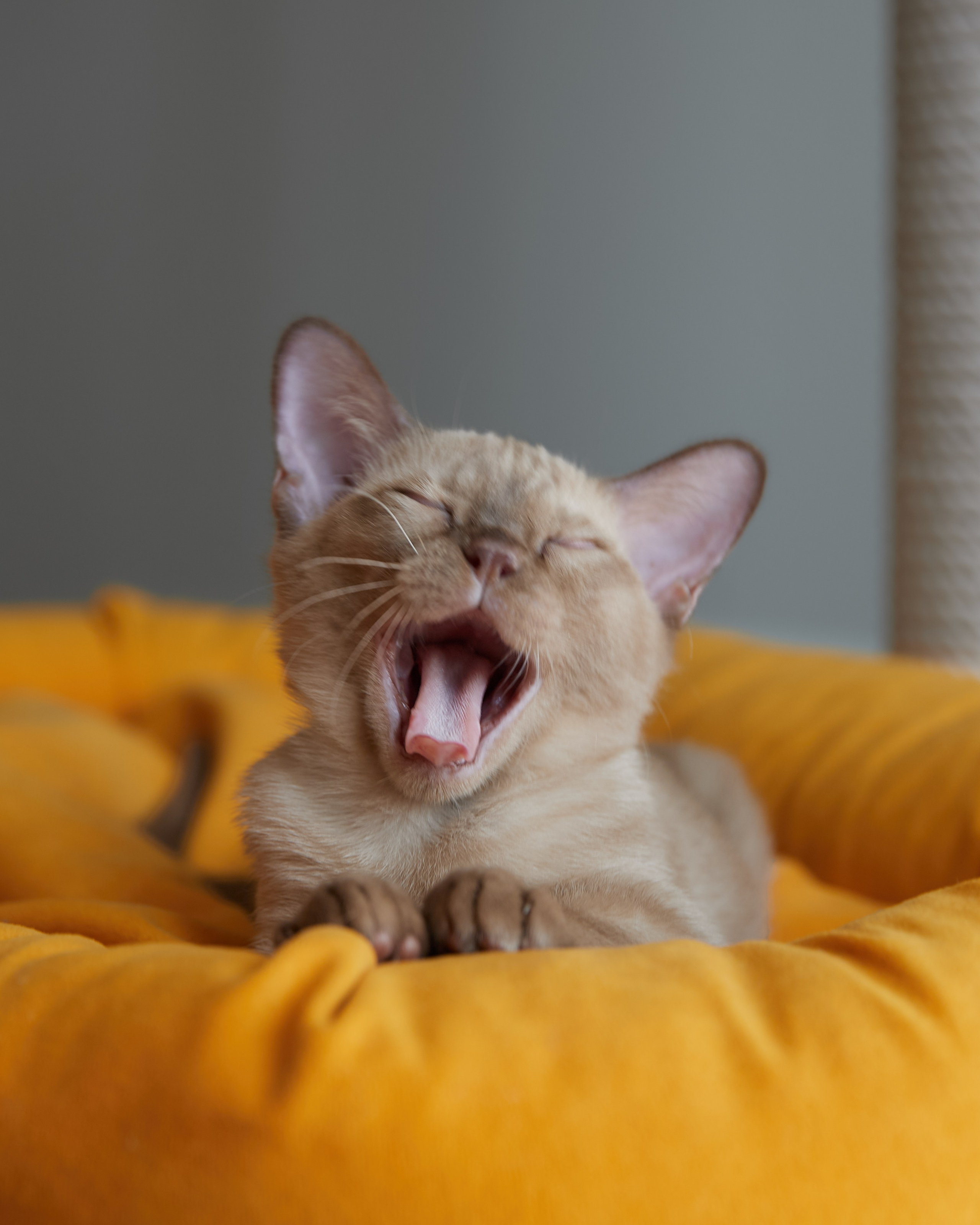 Afina (Магнитогорск). Питомник «Bouncy Life»