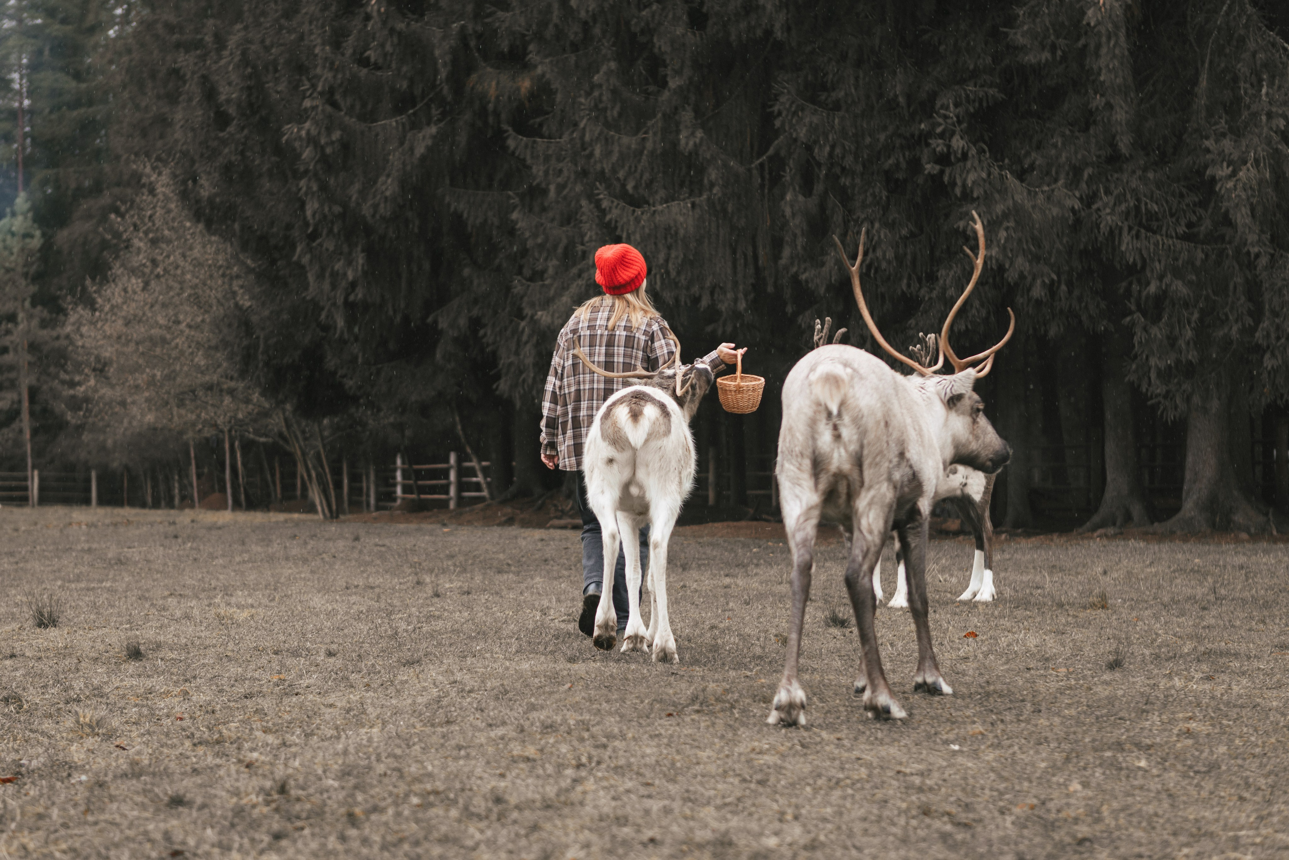 Экспресс с оленями. Свадебный и семейный фотограф Анастасия Багрец
