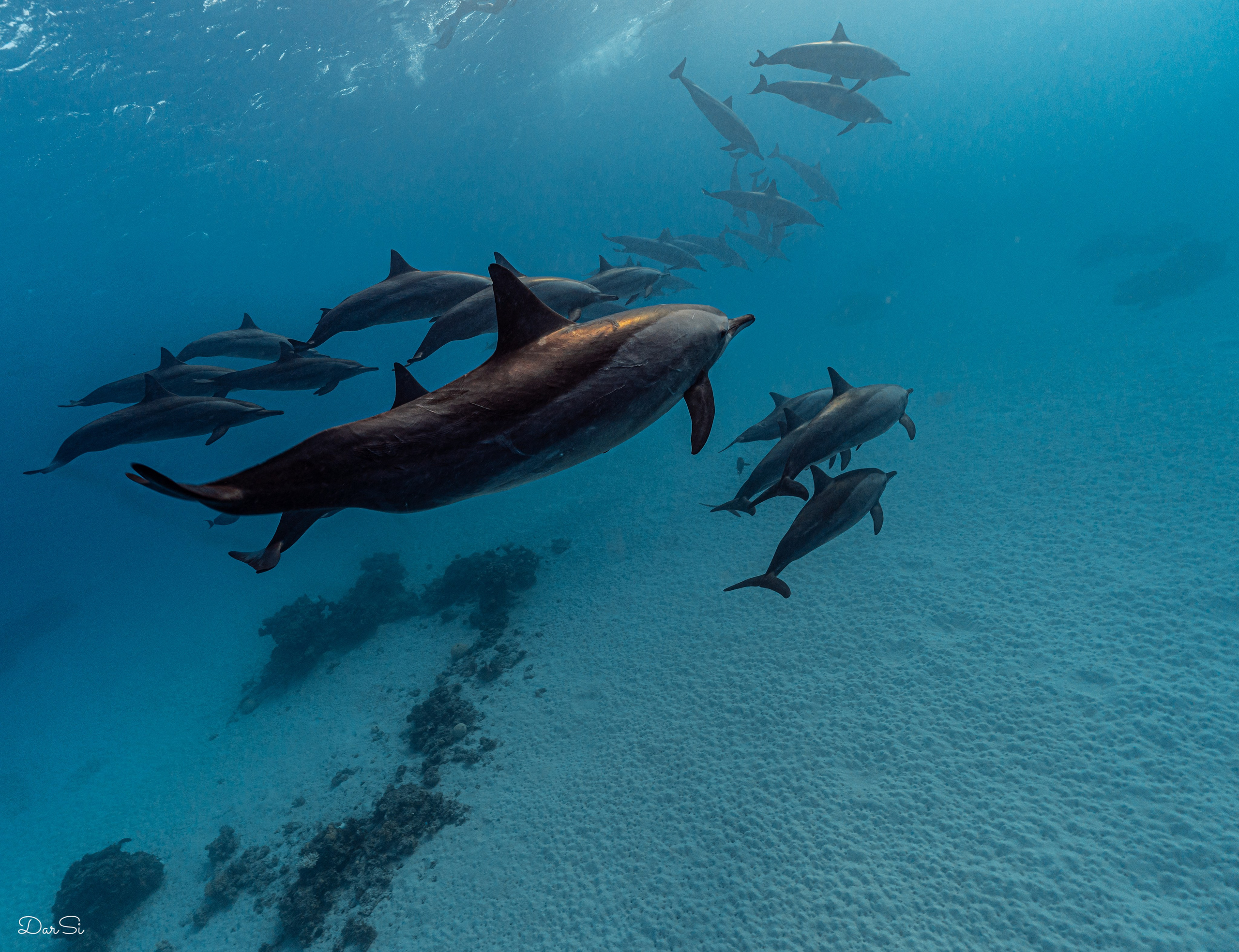 Дельфины. Подводный фотограф на Филиппинах Синицина Дарья