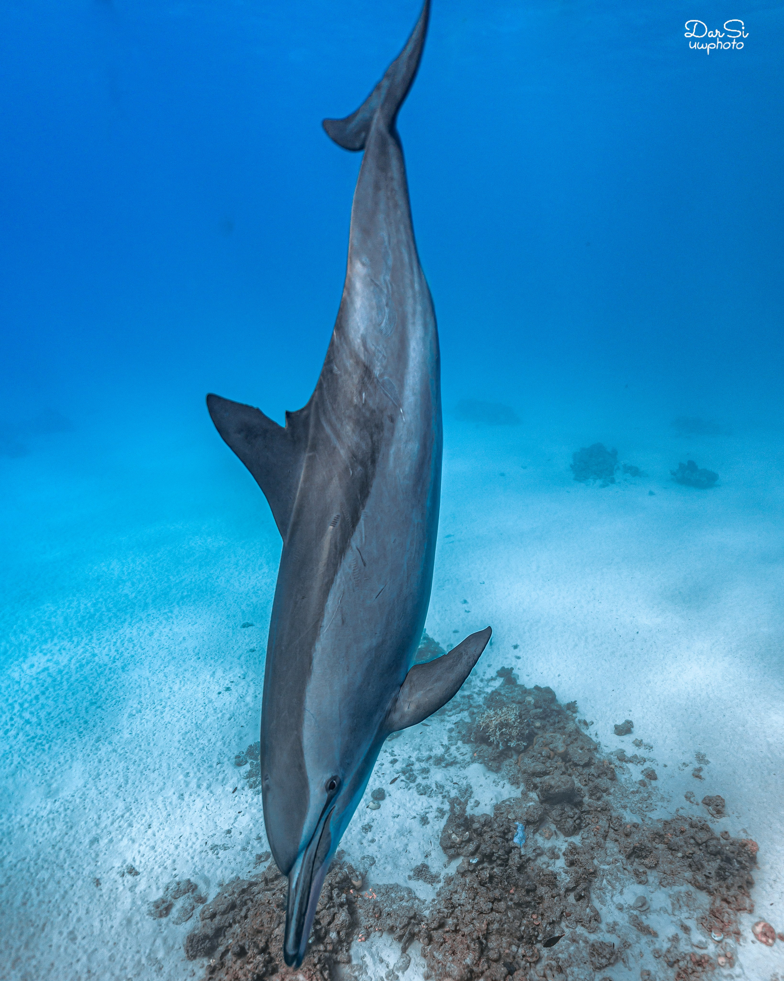 Дельфины. Подводный фотограф на Филиппинах Синицина Дарья