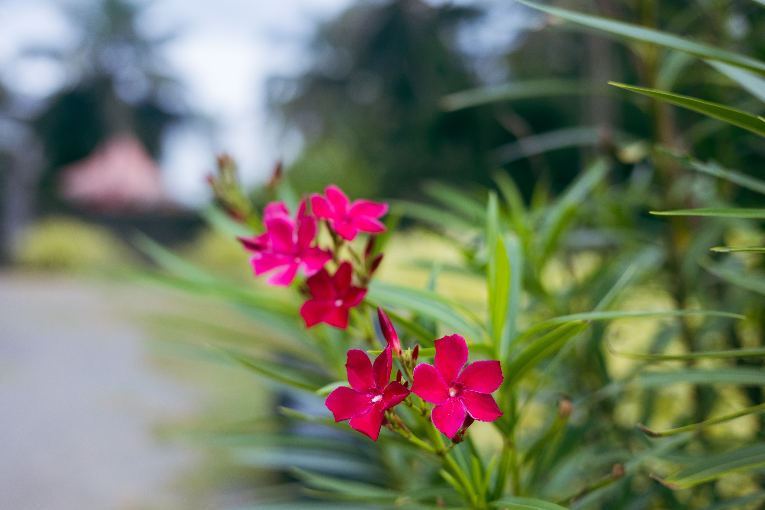 Амбалангода. Фотограф Сонкина Татьяна