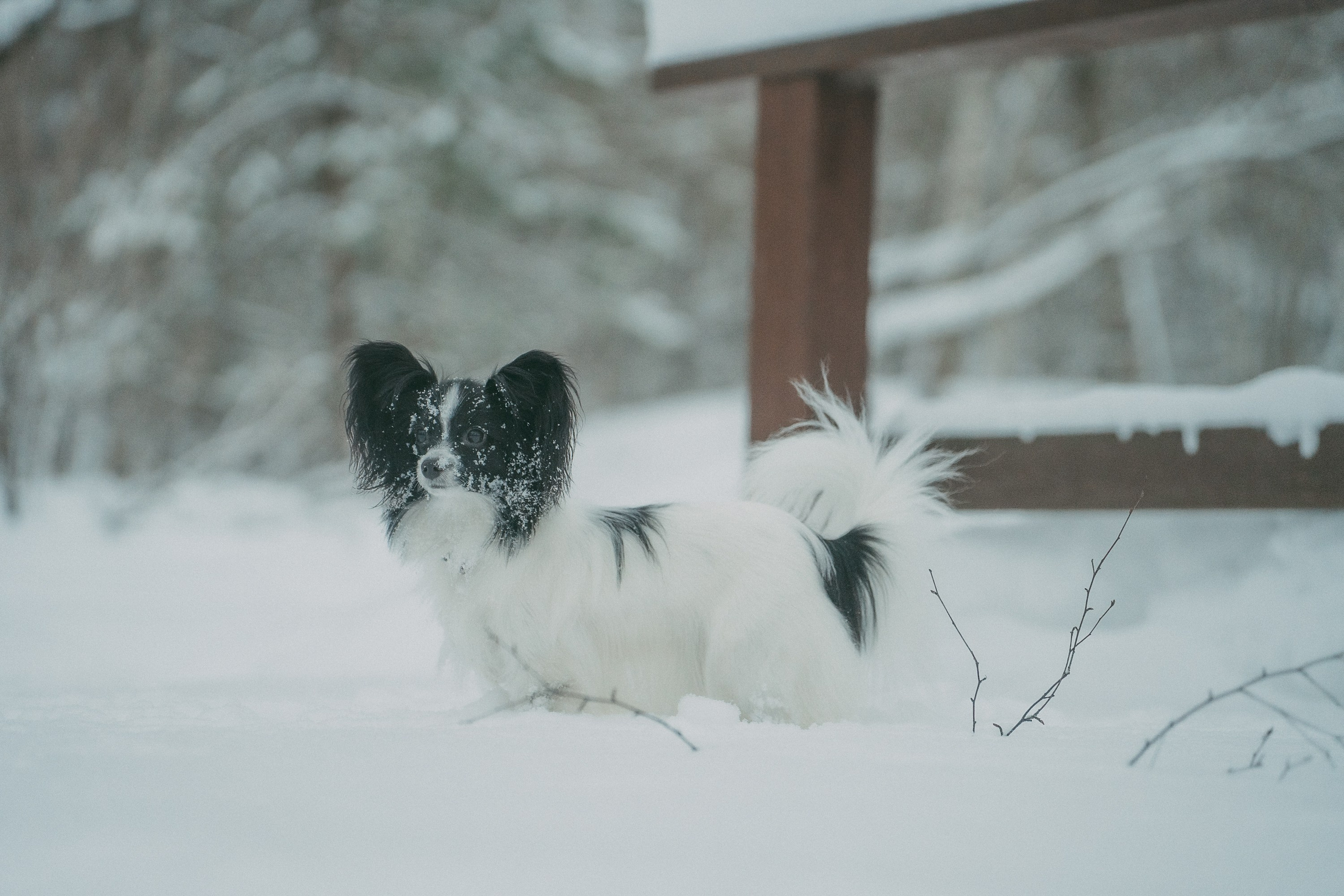 Альбина и Амелия. Фотограф анималист в Москве и Санкт-Петербурге Свиридова Анна