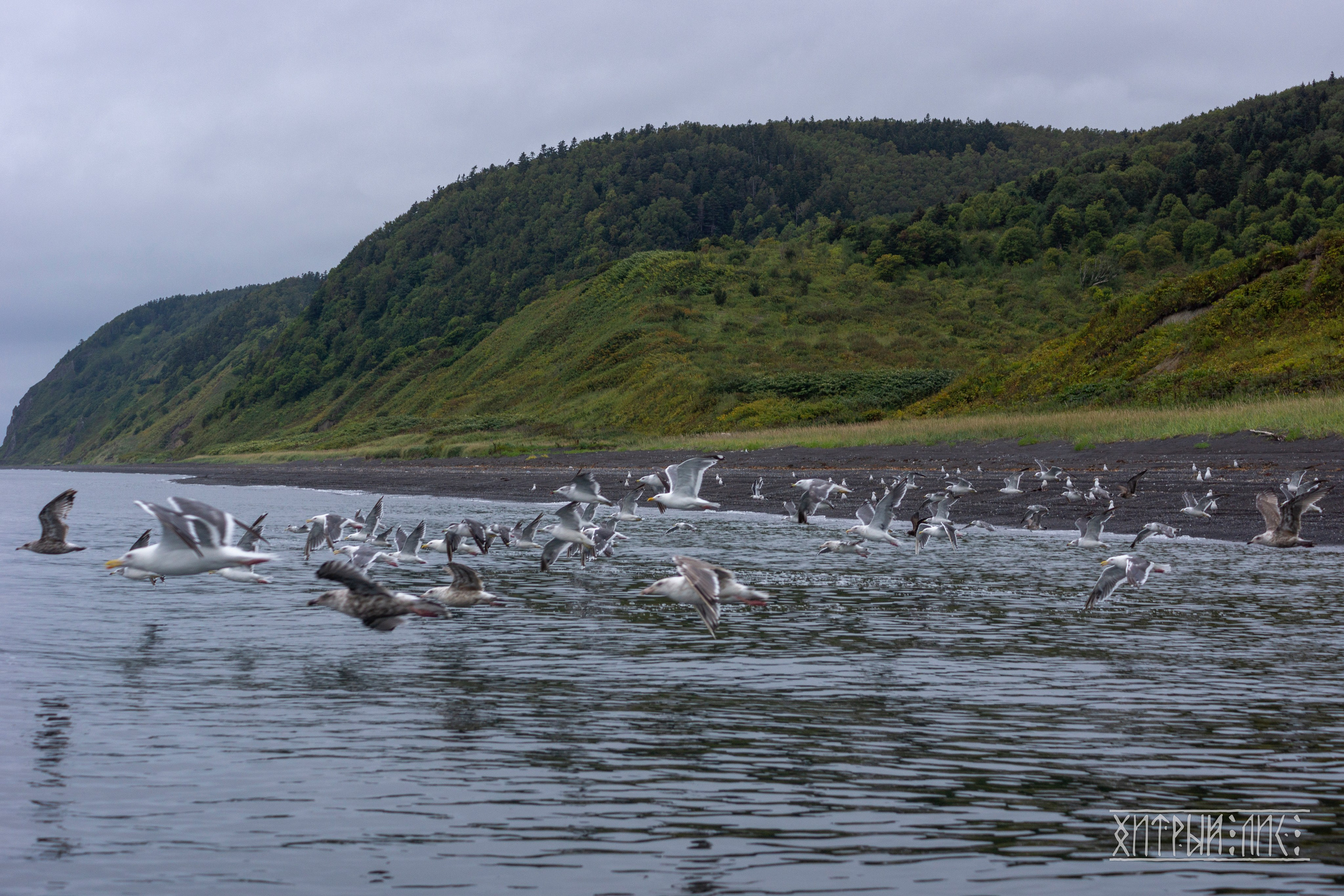 Сахалин. Фотограф-путешественник Самойлов Максим «Sly Fox»