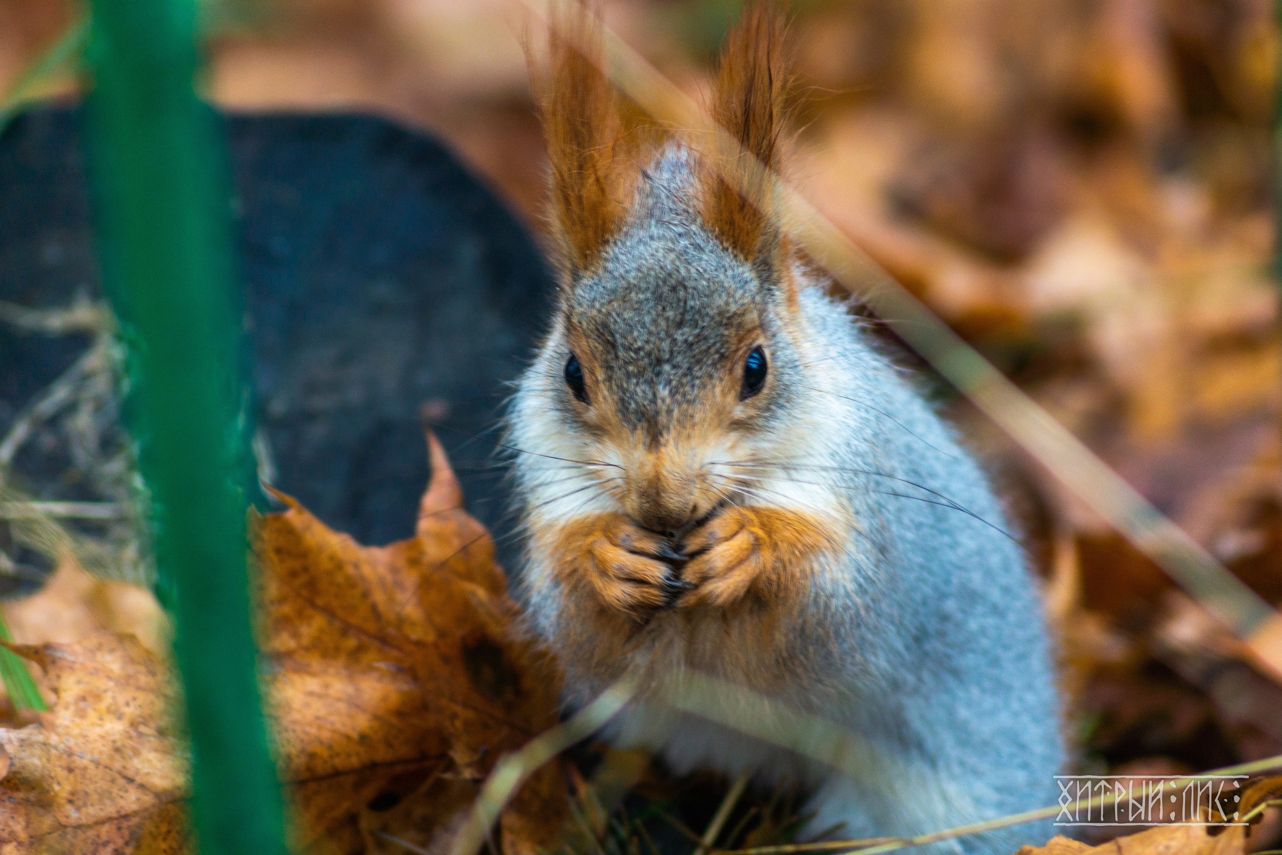 Изборск- Печоры-Псков-Новгород-Торжок. Фотограф-путешественник Самойлов Максим «Sly Fox»
