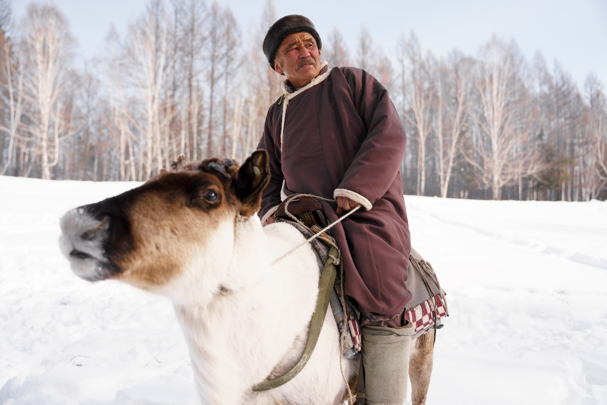 В олене жизнь. Фотограф в Красноярске Нерозя Александр. Пейзаж, природа, портрет