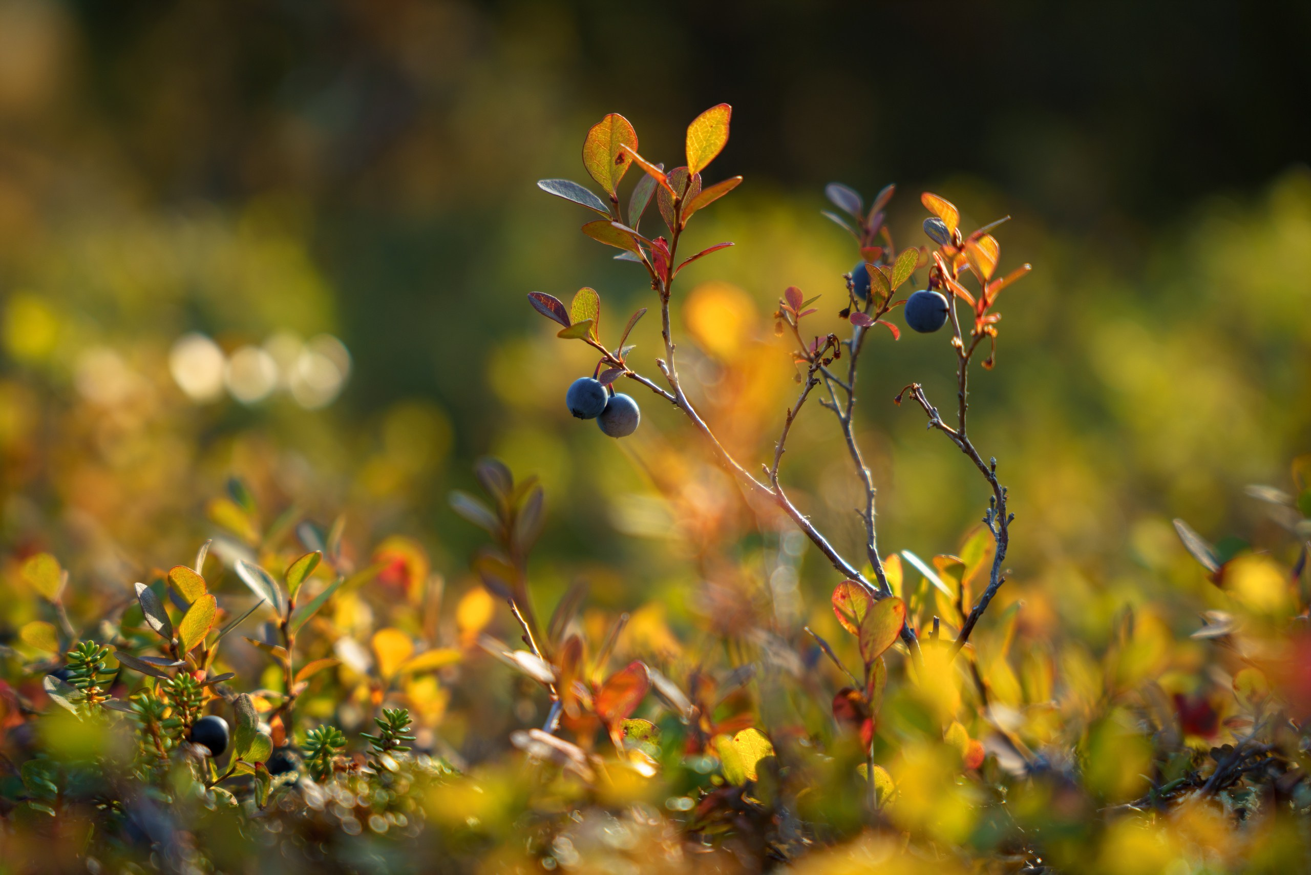Кольский. Карелия. Фотограф в Красноярске Нерозя Александр. Пейзаж, природа, портрет