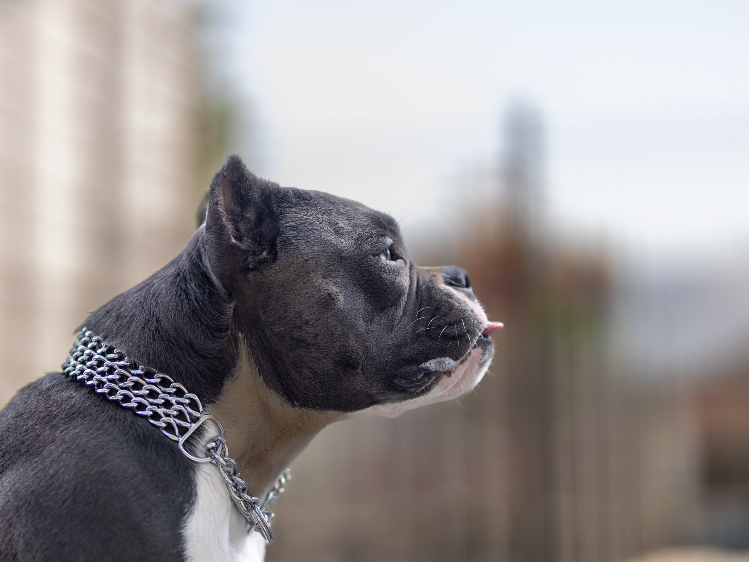 Марси и Катя. Фотограф-анималист в Москве Кириллова Татьяна