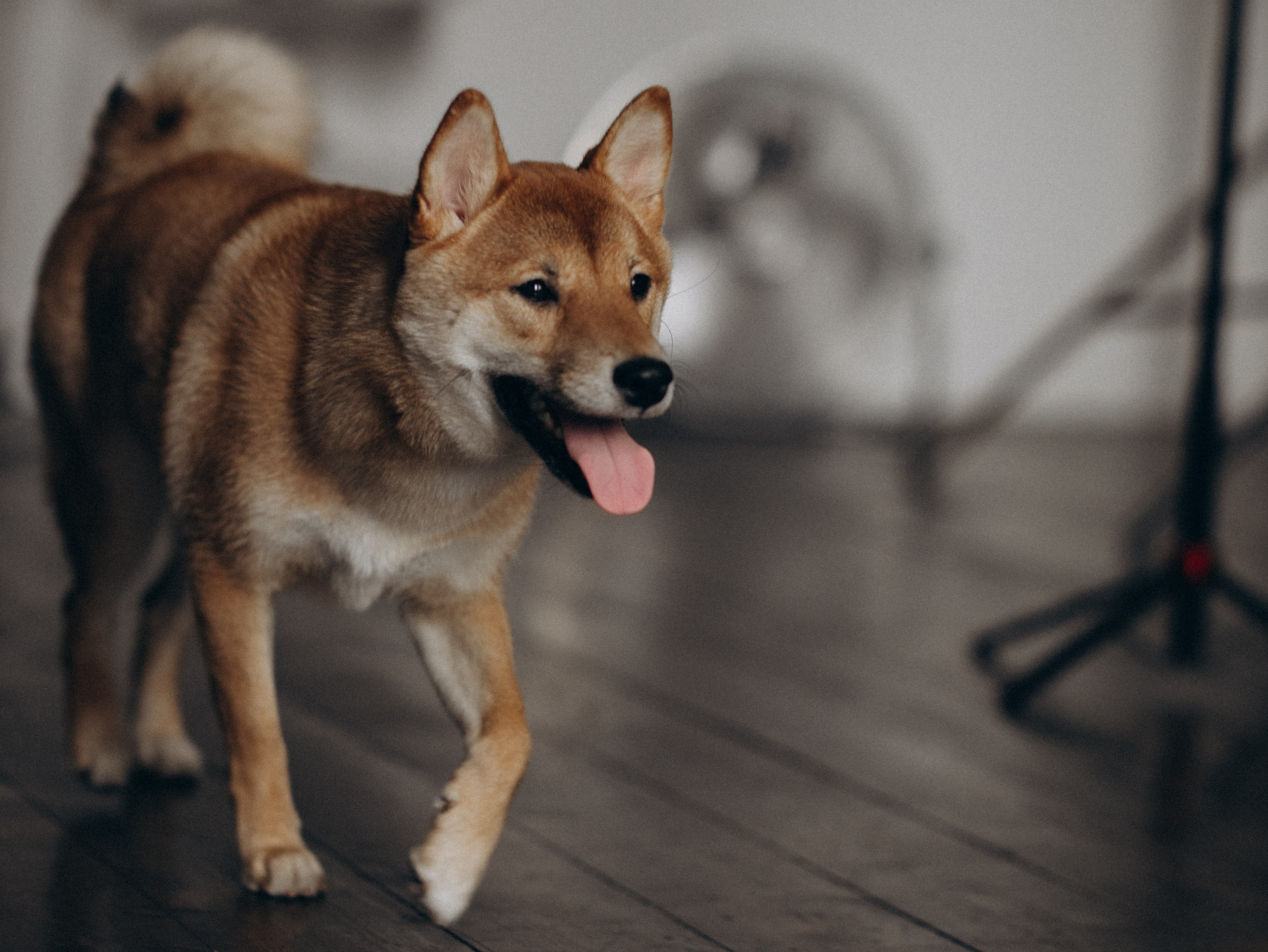 Мика и Настя. Фотограф-анималист в Москве Кириллова Татьяна