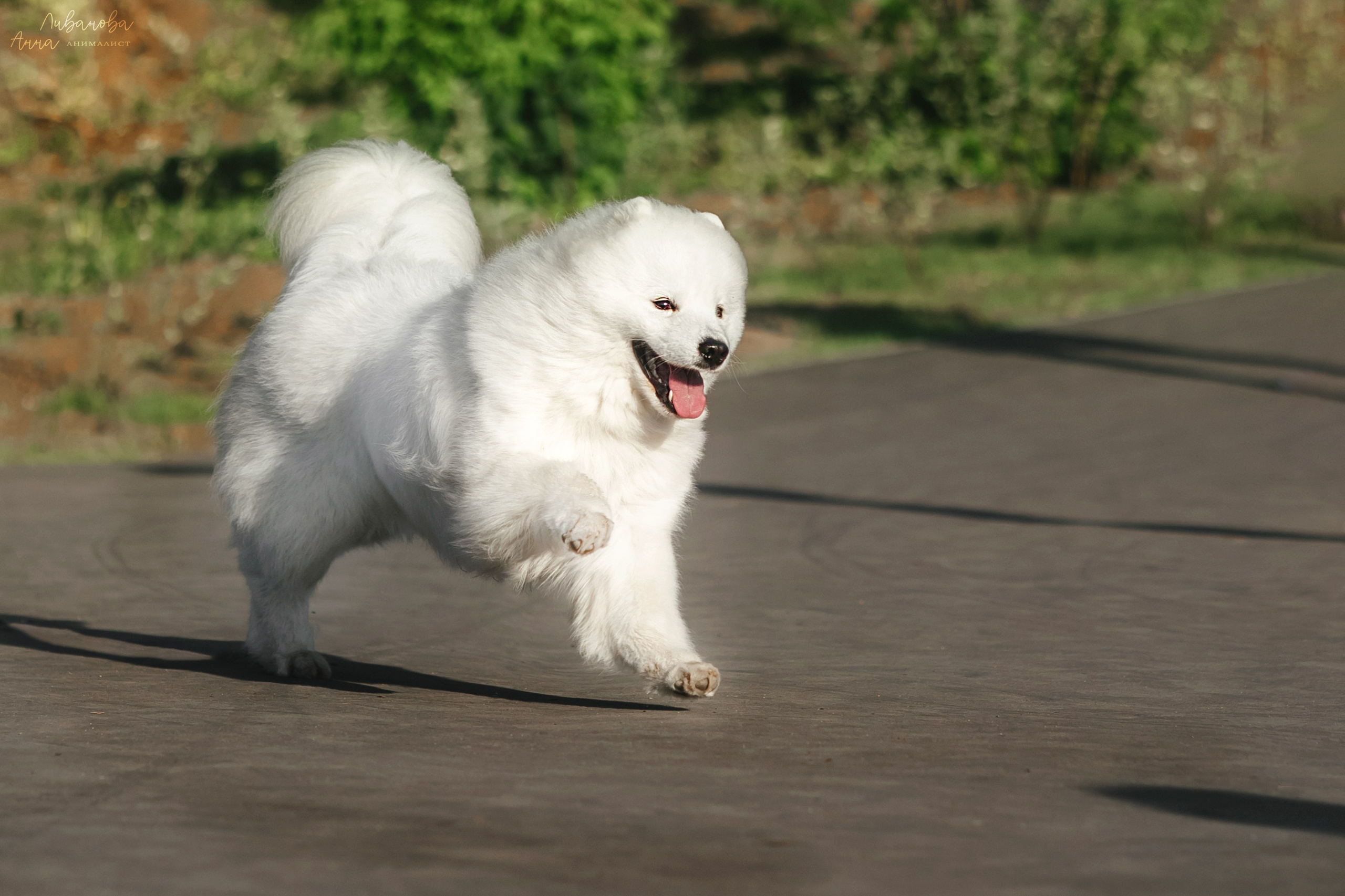 Наташа и Кимми. Фотограф анималист Аня Ливанова | Рыбинск