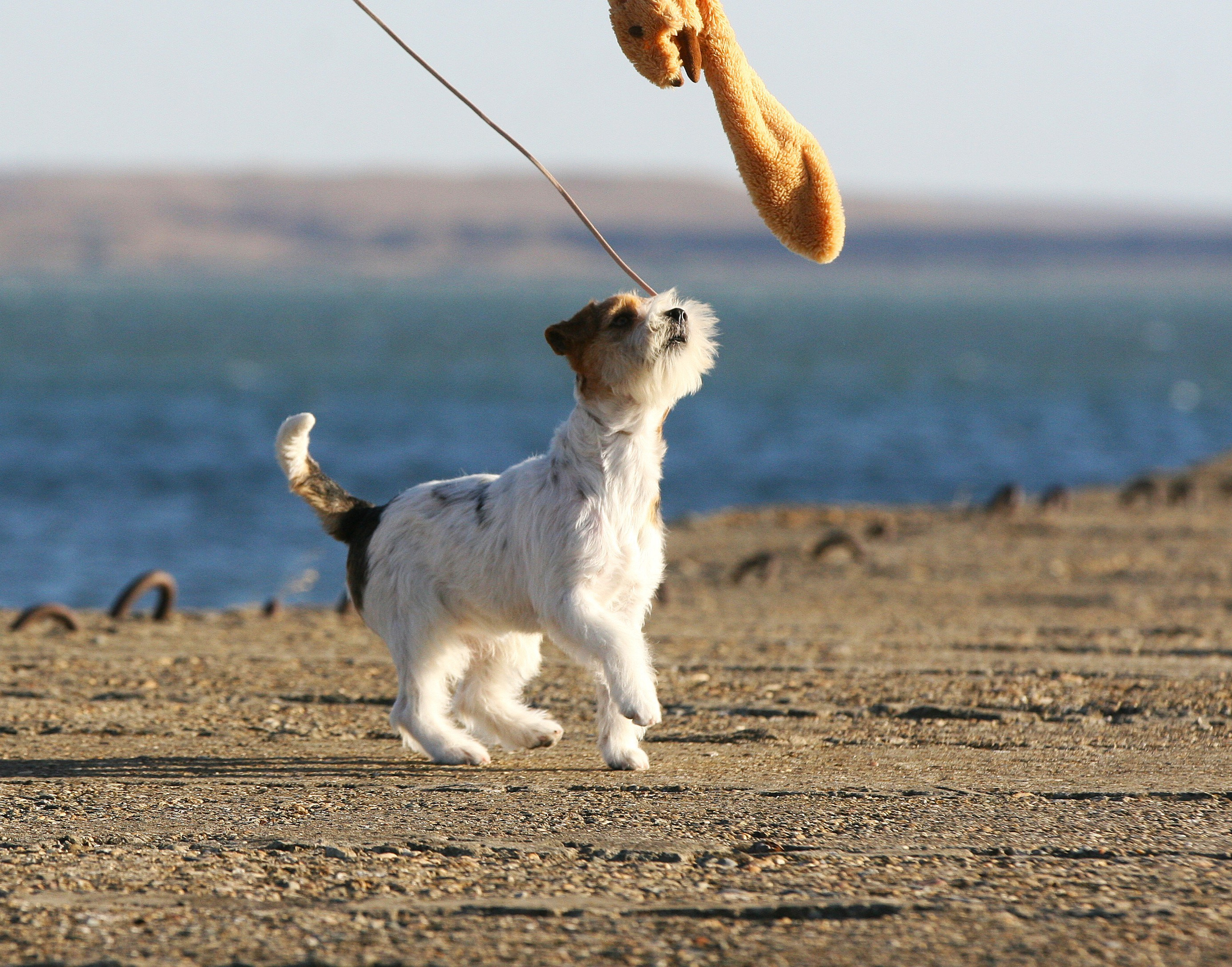 Lovely Orange Finka Del Mare Merlot. Lovely-Orange питомник джек рассел терьеров