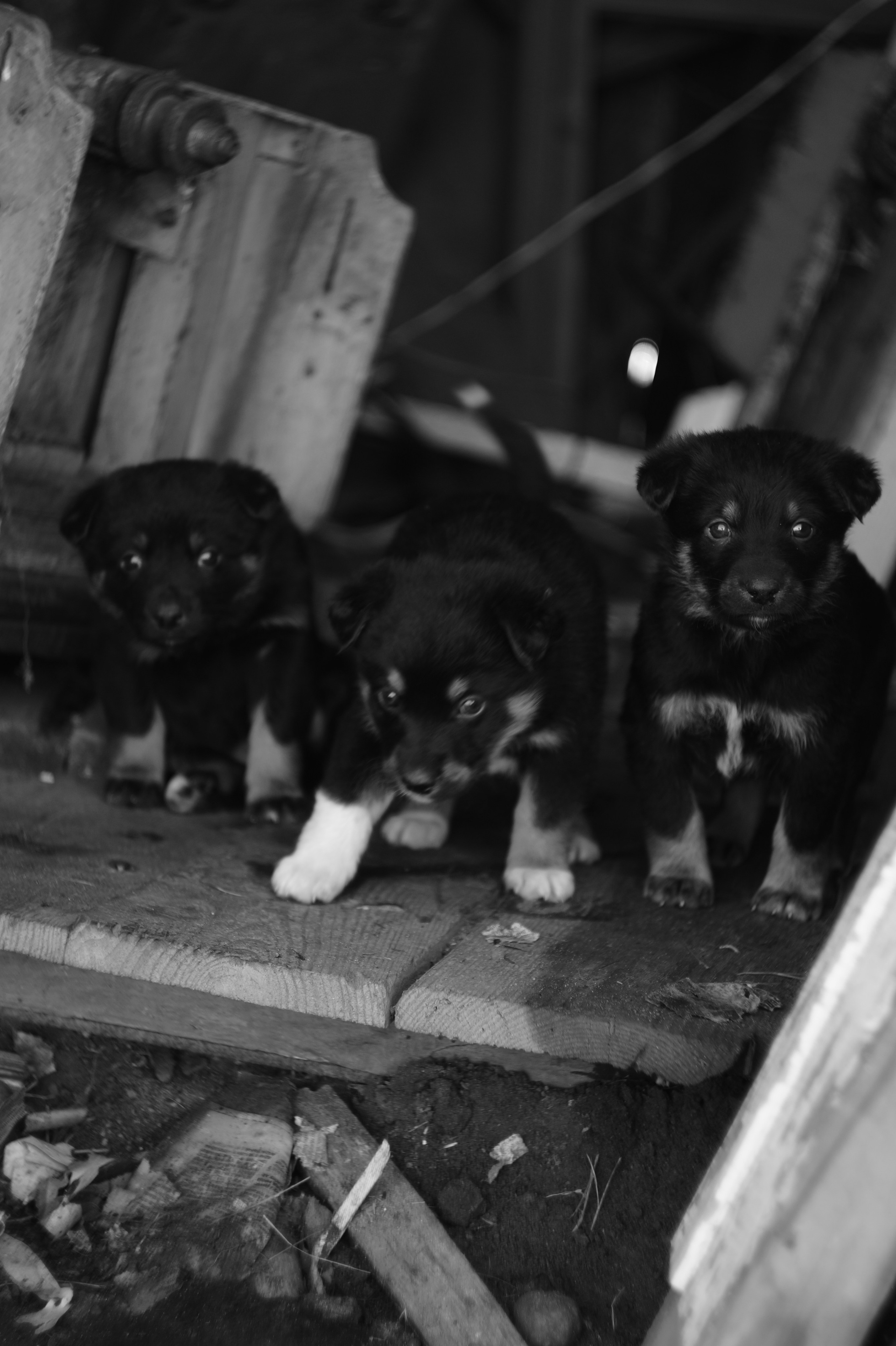 Dogs. Профессиональный фотограф