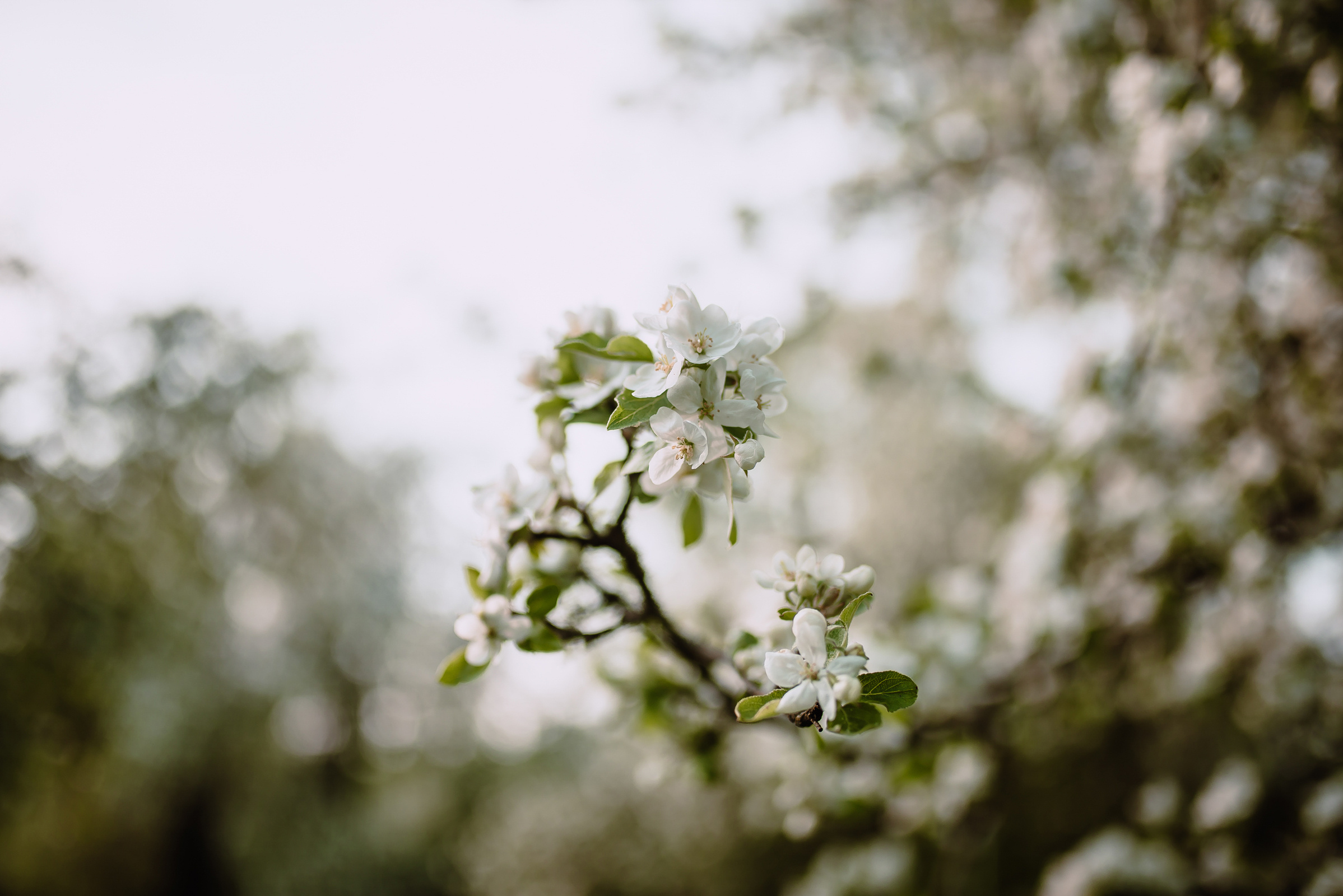 Максим&Татьяна. Wedband.by Свадебный фотограф Анатолий Матюшонок