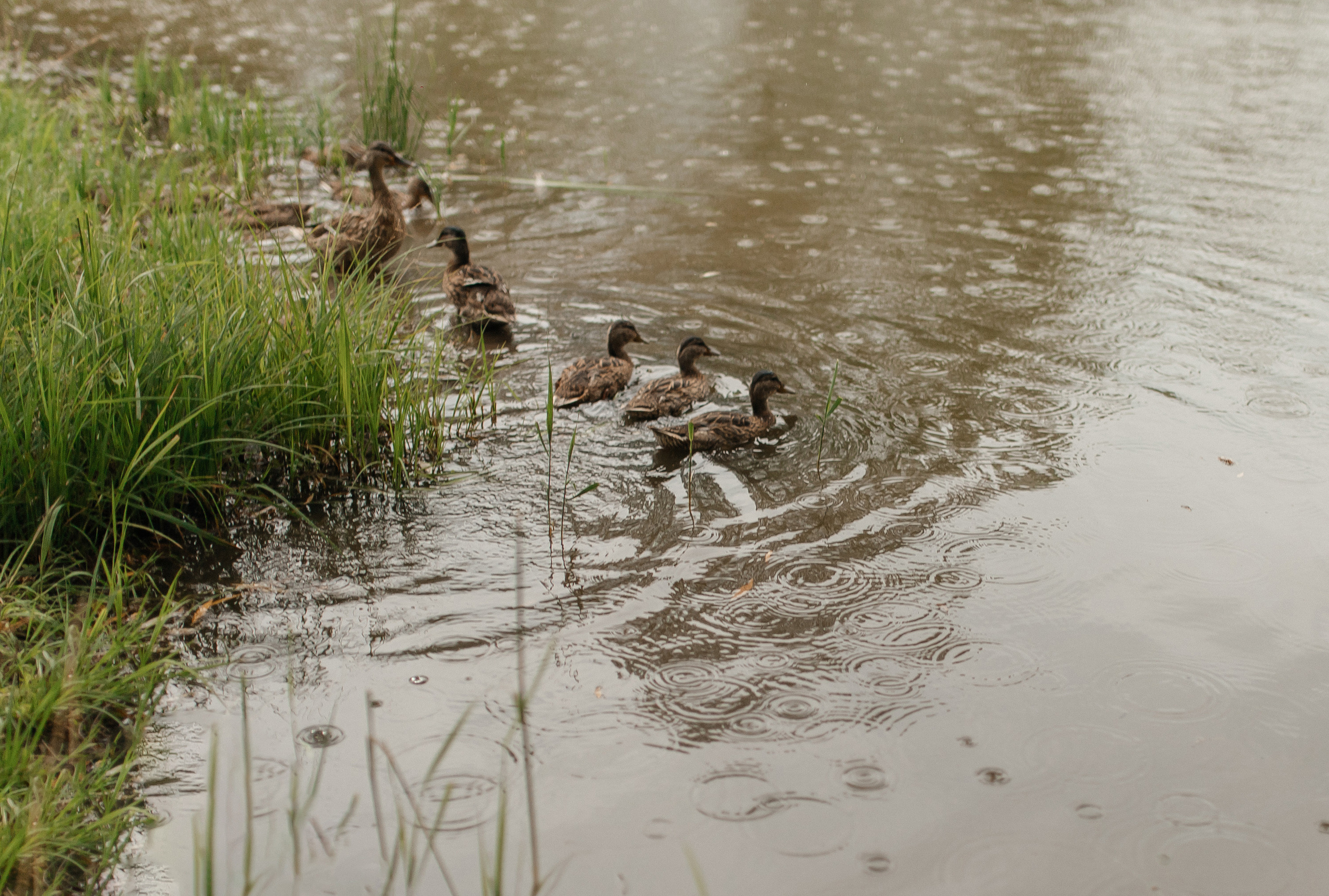 Ира & Максим