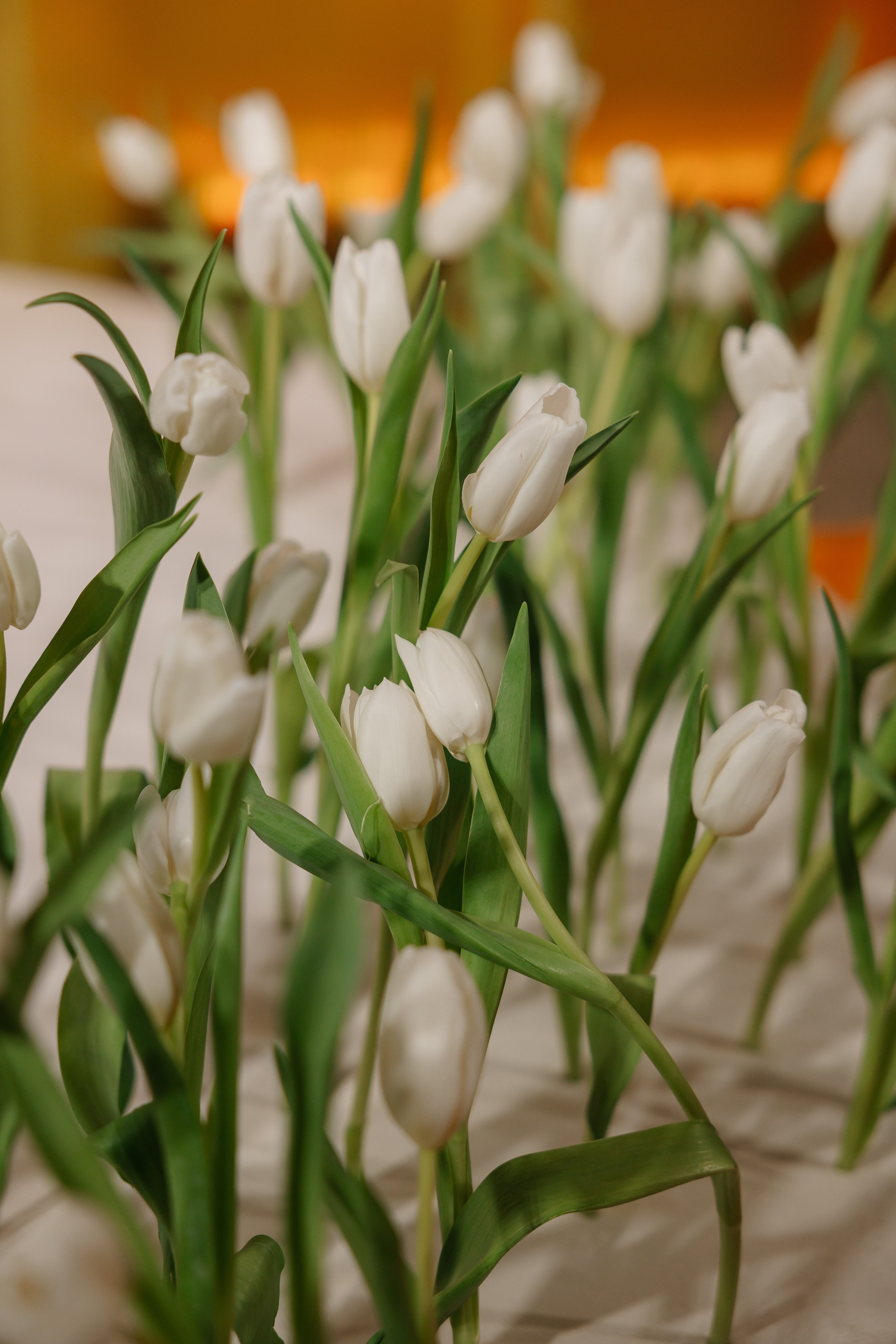 «НА ЗАРЕ» | 01.03.2025| г. Москва, Hertz hall. МашаШарики | Декоратор | Москва