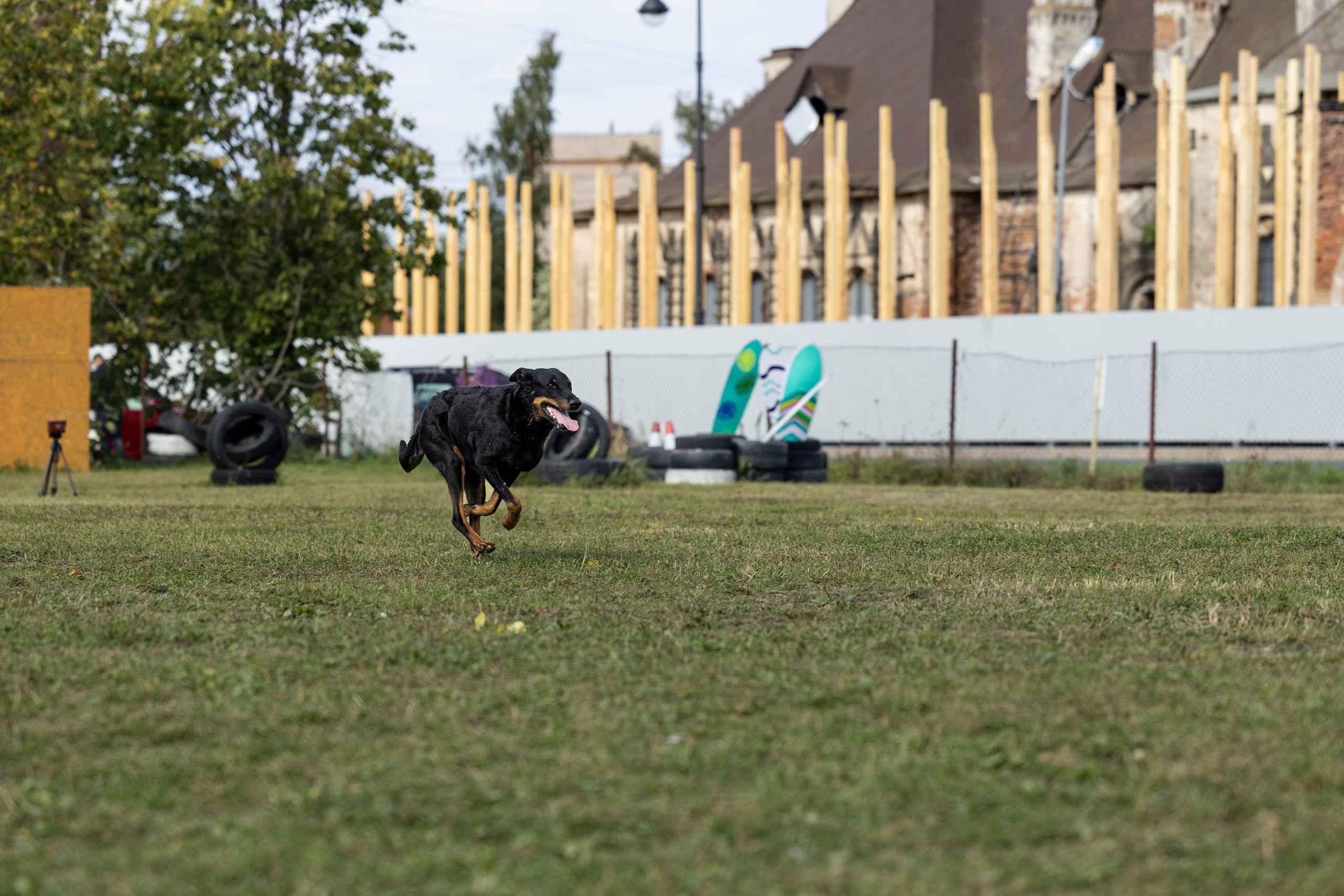 Испытания по Мондьорингу г. Пушкин. Фотограф-анималист Анна Маринич