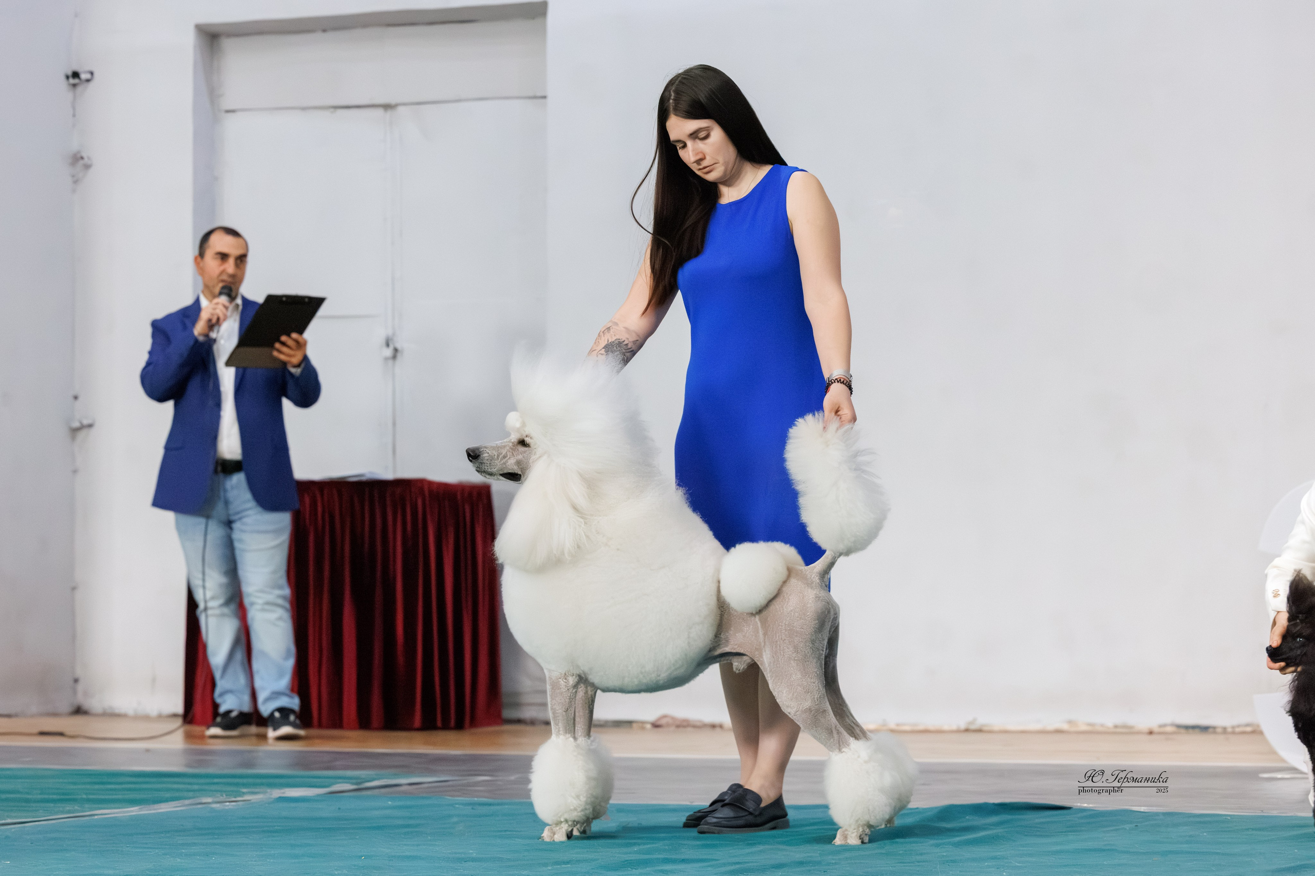 Ереван 2х CACIB 29-30.04.2025. Фотограф-анималист Юлия Германика