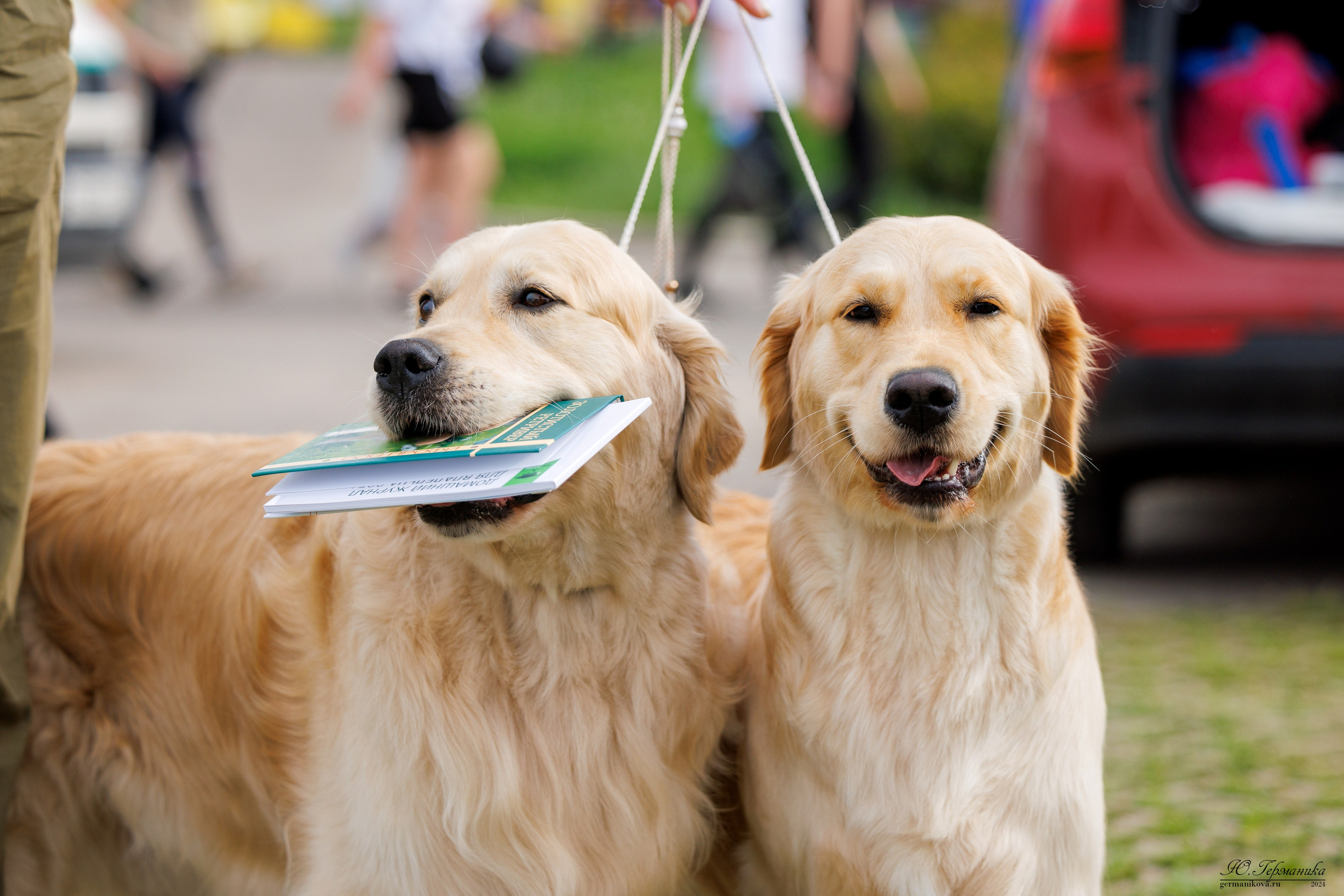 Голдены 15-16.06.2024