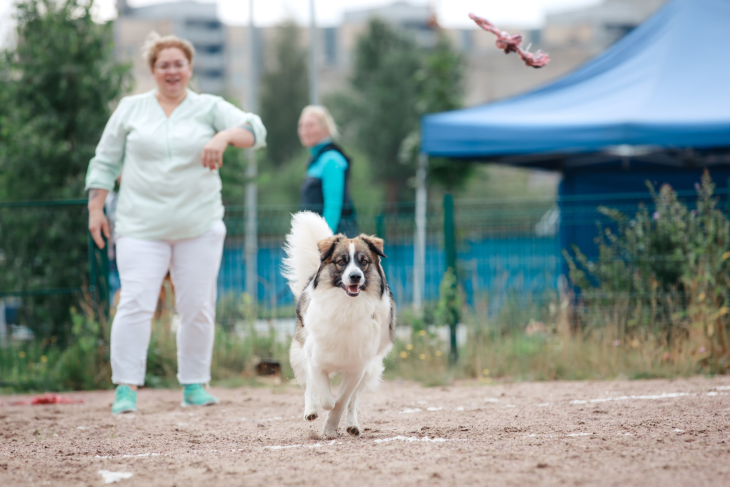 Питч&Гоу + веселые старты. Фотограф-анималист Mary Mart — Москва, Питер
