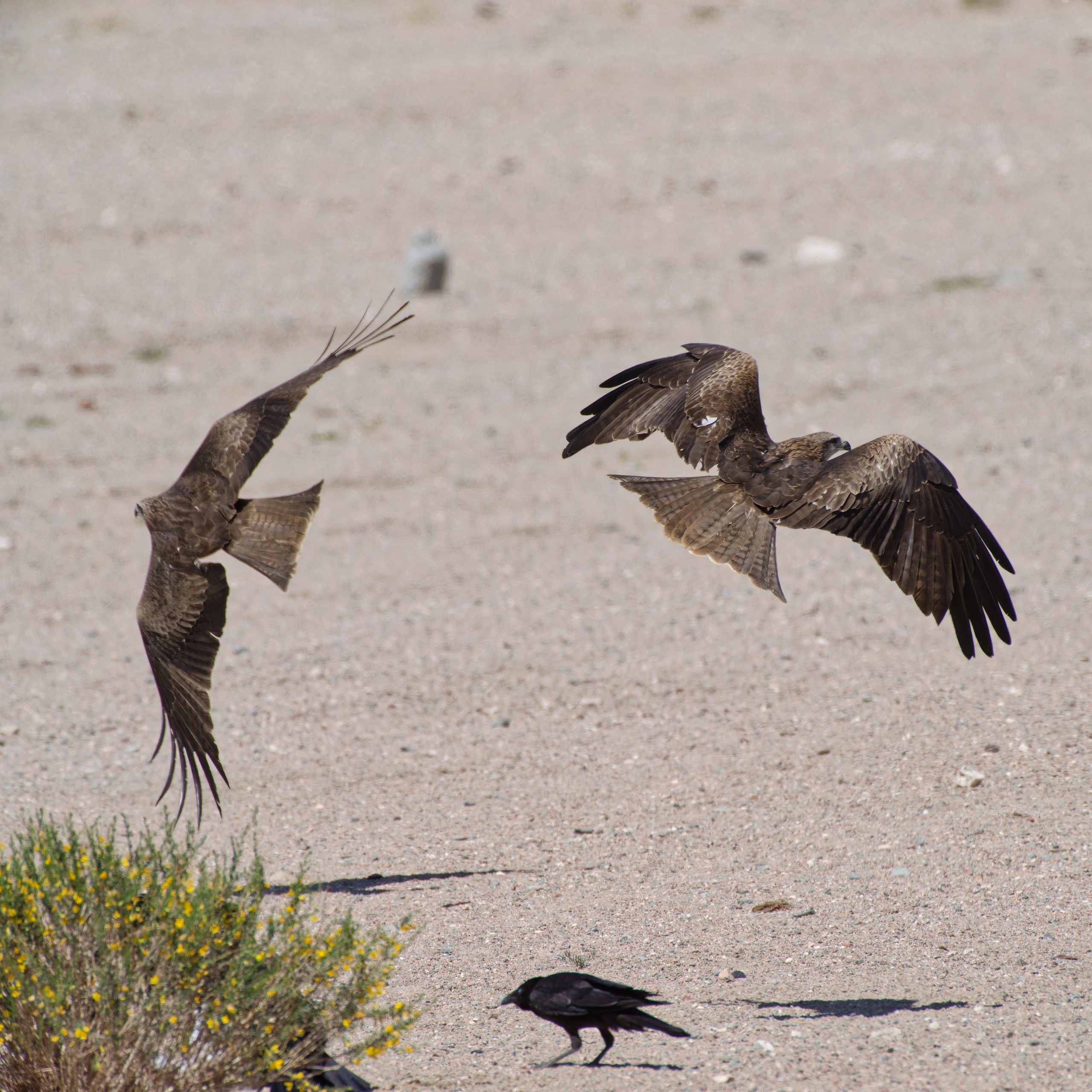 Черный коршун