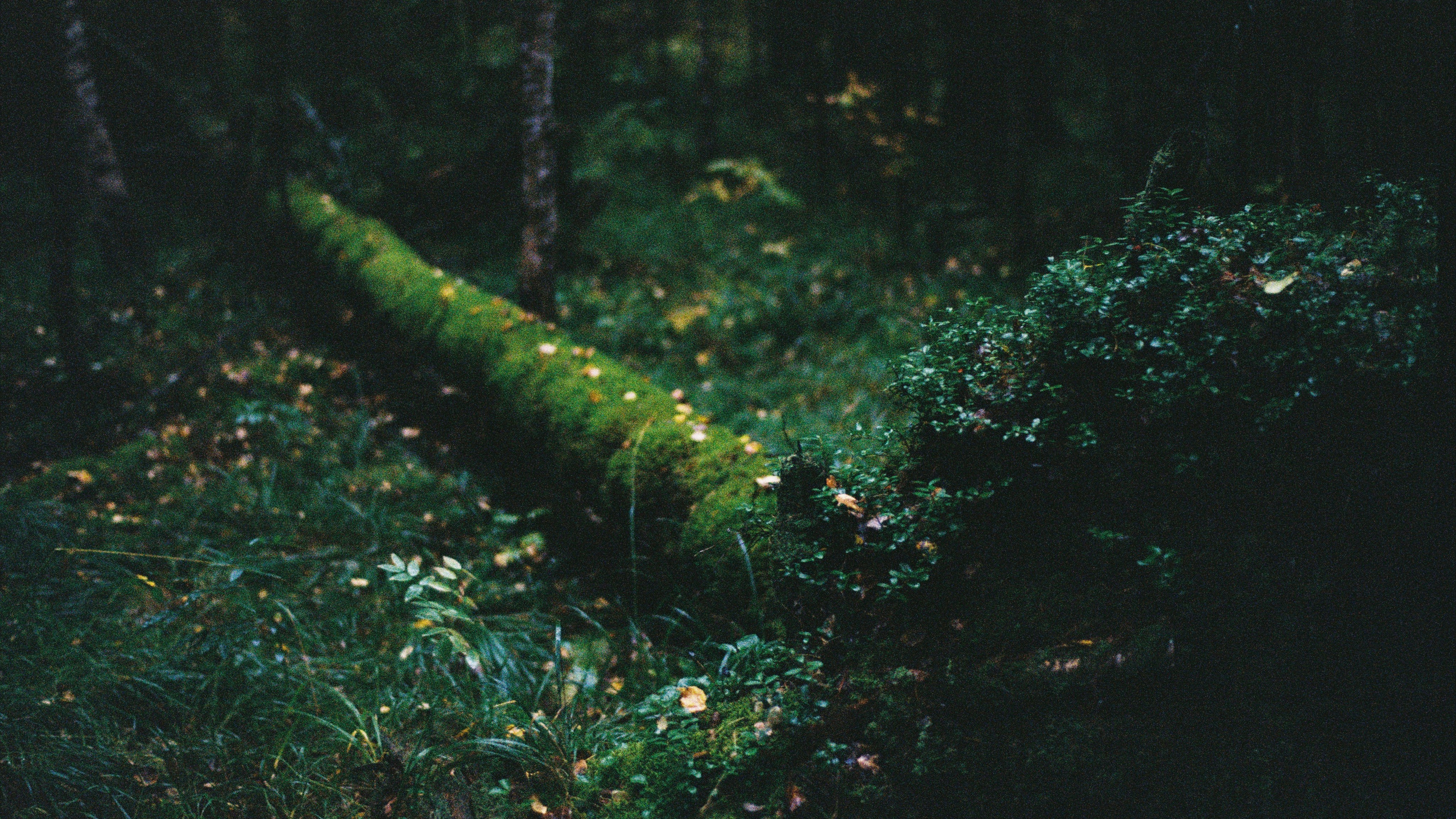 Осенью 2025. ФОТОМЕТАОХОТА