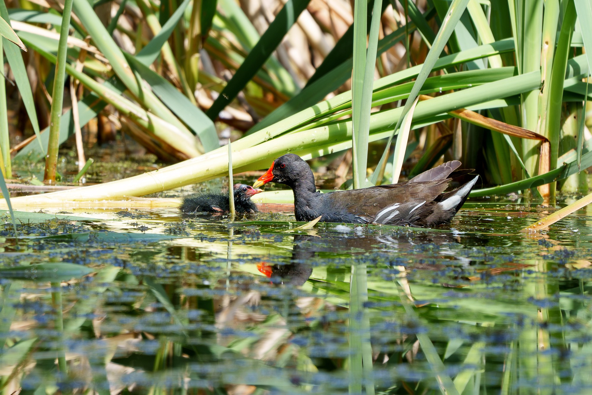 Удивительные мир птиц. Вокруг нас столько прекрасного — присмотритесь!. Ваш личный фотограф Марина Волкова