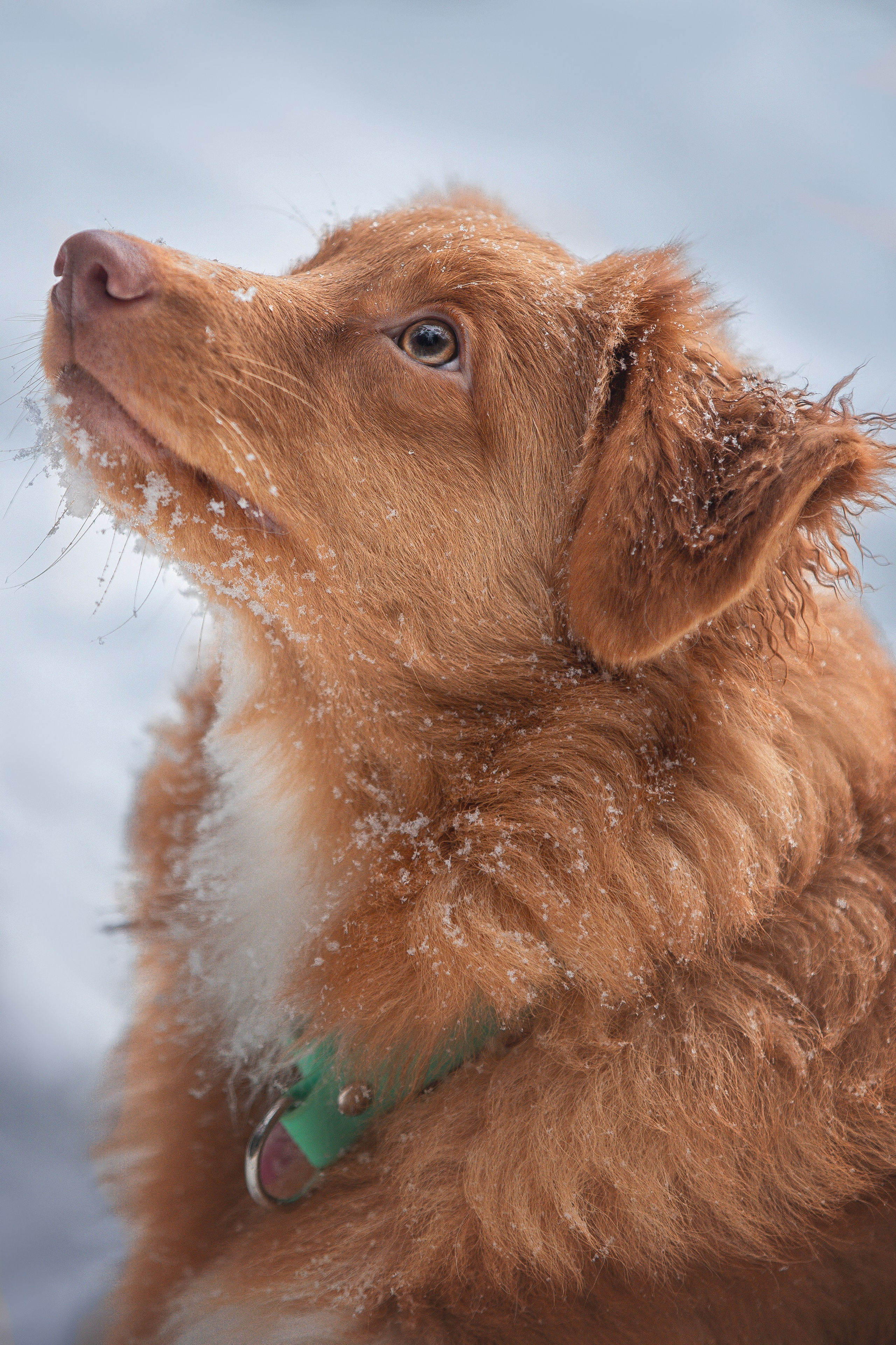 Руби, Николь, Кирилл и Мила. Фотограф анималист в Москве Майорова Евгения